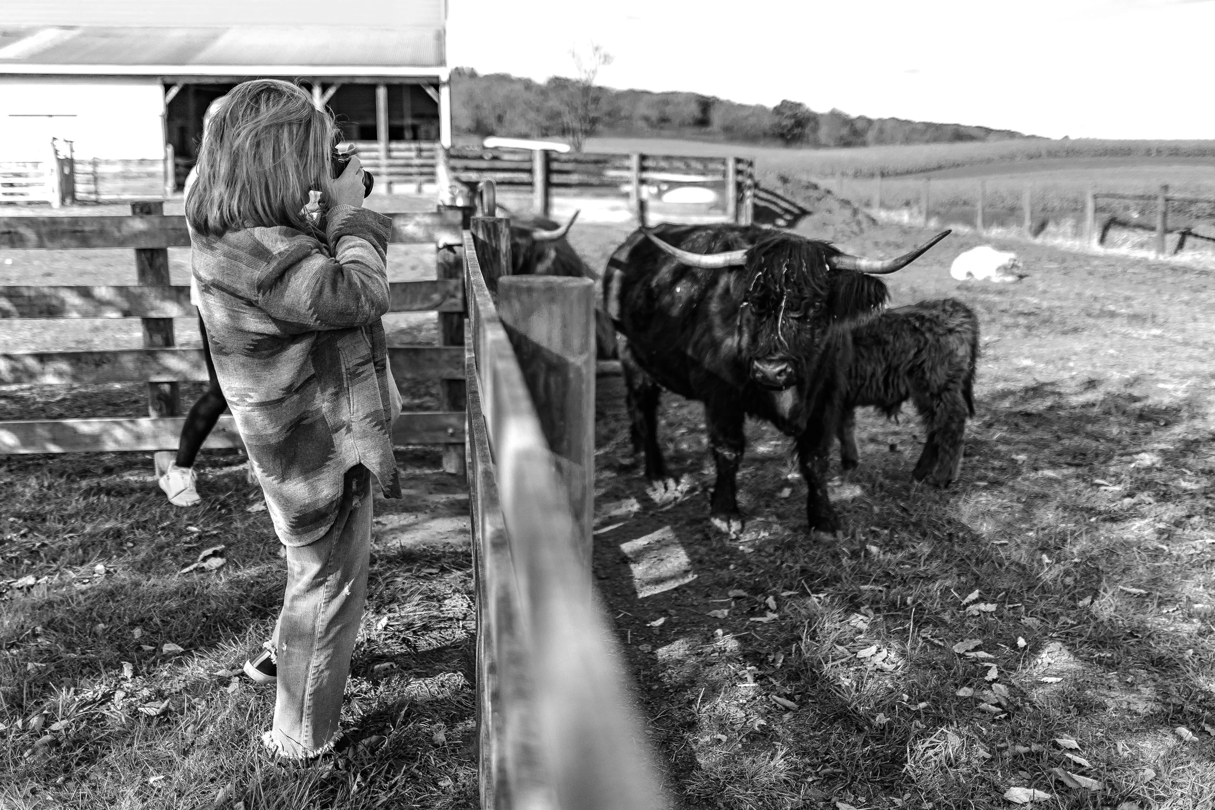 A young girl with shoulder-length hair using a camera to take a photo of a yak and a calf in a farm enclosure, with a rural farm landscape in the background.