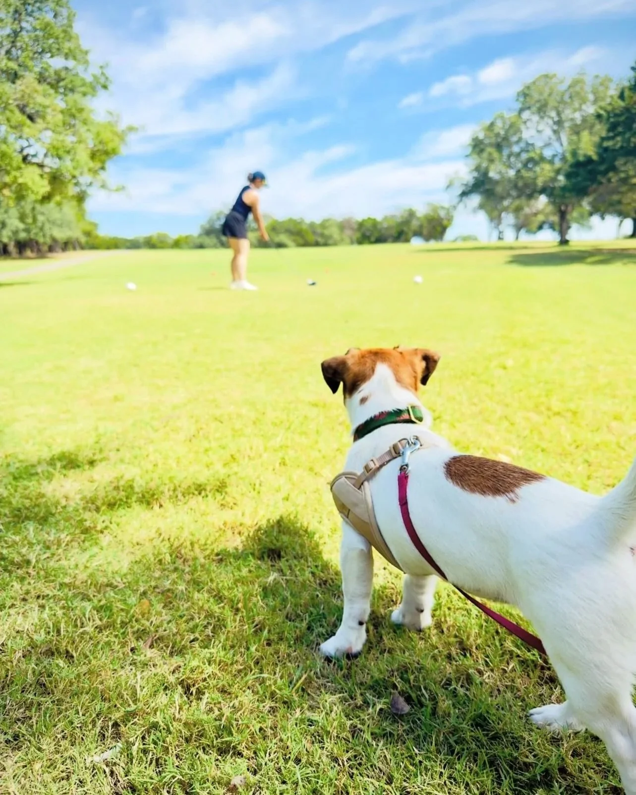Best caddie there is! 🏌️&zwj;♀️🐾

📸: @rpuente 

#SaveMuny #MunyConservancy #LionsMunicipalGolfCourse #ImagineMuny