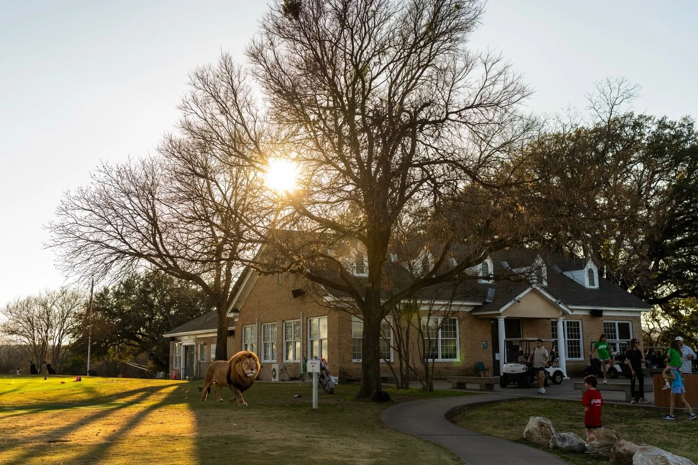 🚨 COURSE ALERT 🚨

A loose lion has been spotted roaming the course near the clubhouse. Please play through at your own risk, keep carts at a safe distance, and maybe reconsider that solo twilight round.

On the bright side &mdash; finally a reason 