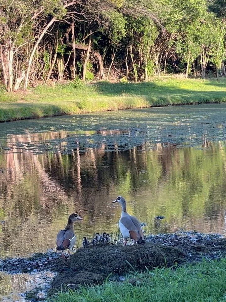Stop by number 17 pond to say hi to the Muny Goose family and their brand new guadruplets! 🪿⛳️