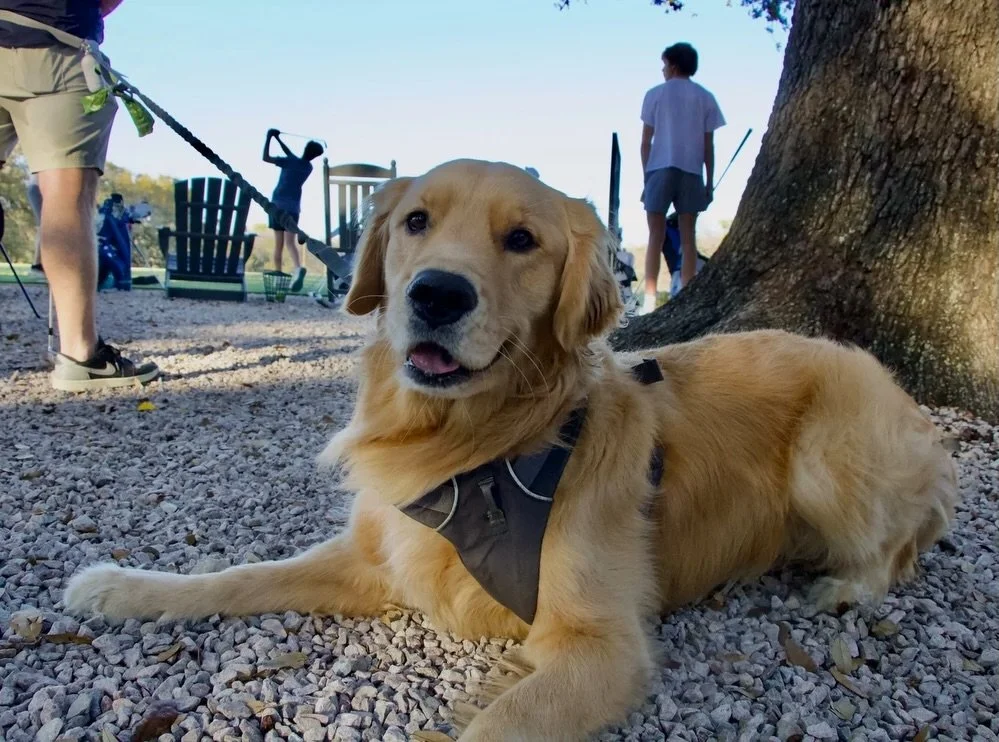 We love our Muny pups!

📸: @_danielcavazos_ and 📸: @cartersmithphotography

#SaveMuny #MunyConservancy #LionsMunicipalGolfCourse #ImagineMuny