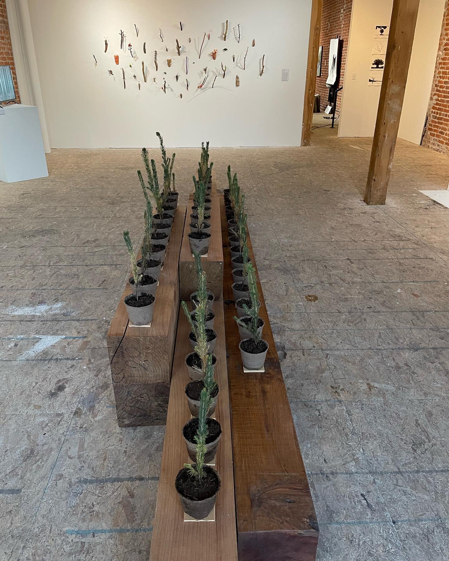 Tonight, the opening of Language of Trees @brdgproject Happy #earthday

#trees #art #denverartists #denvercolorado #planttrees