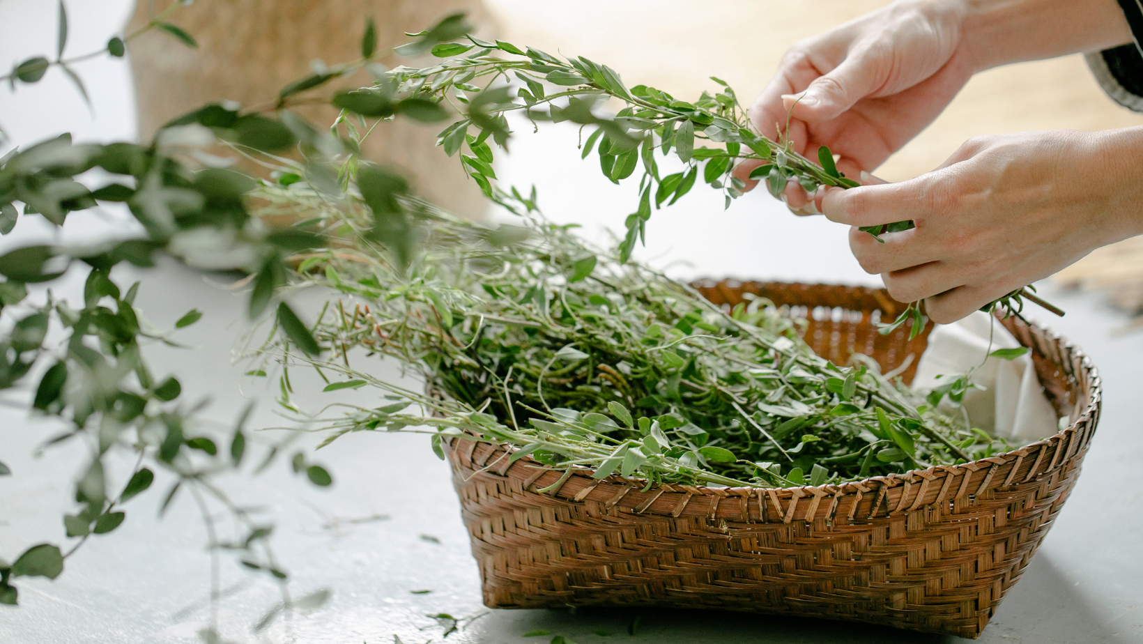Person harvesting fresh herbs, likely thyme, from a woven basket.