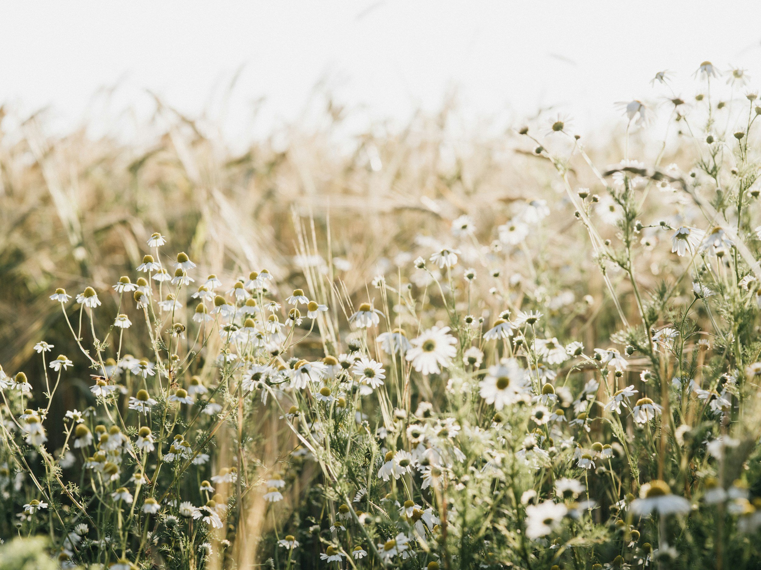 field of wildflowers