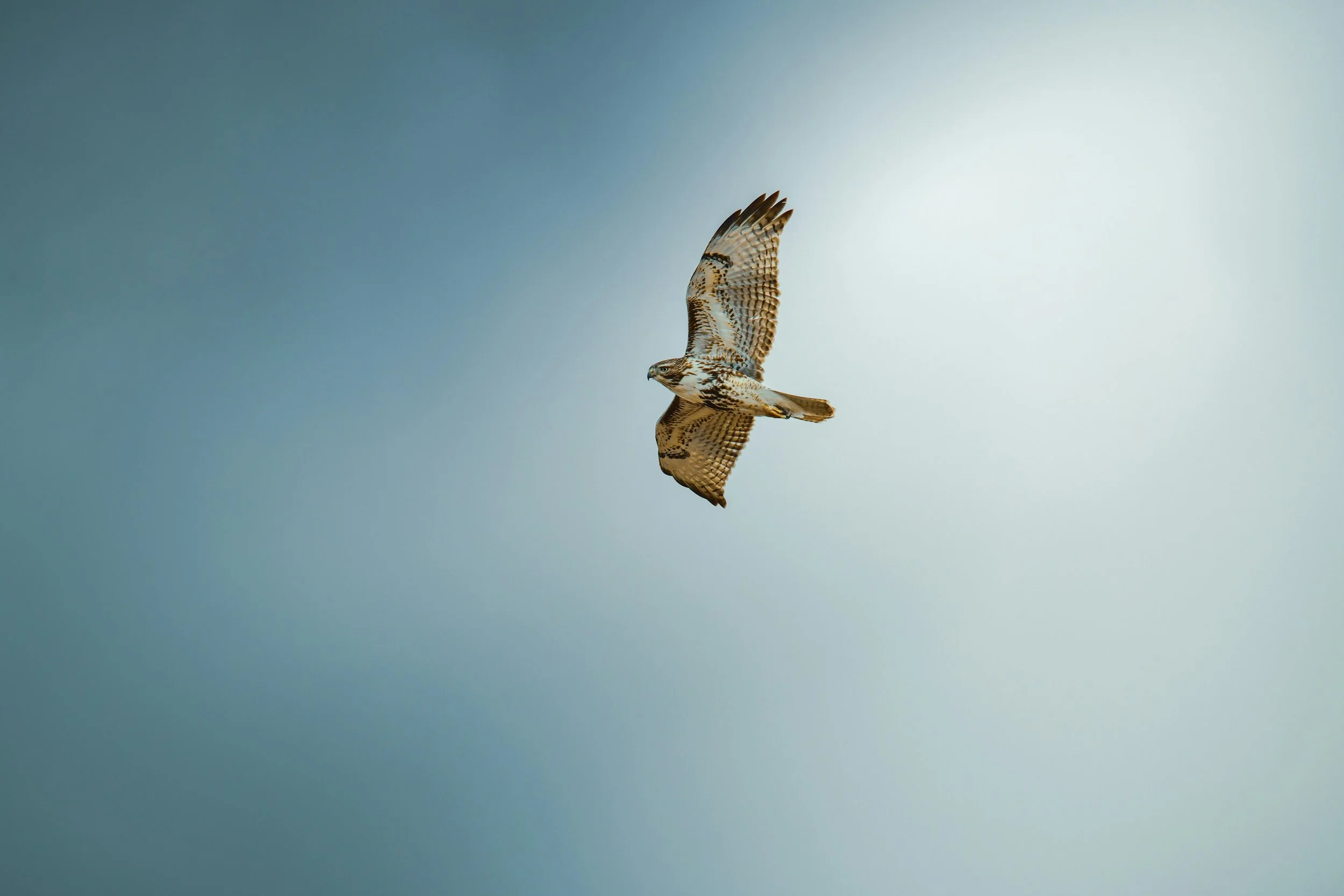 hawk flying