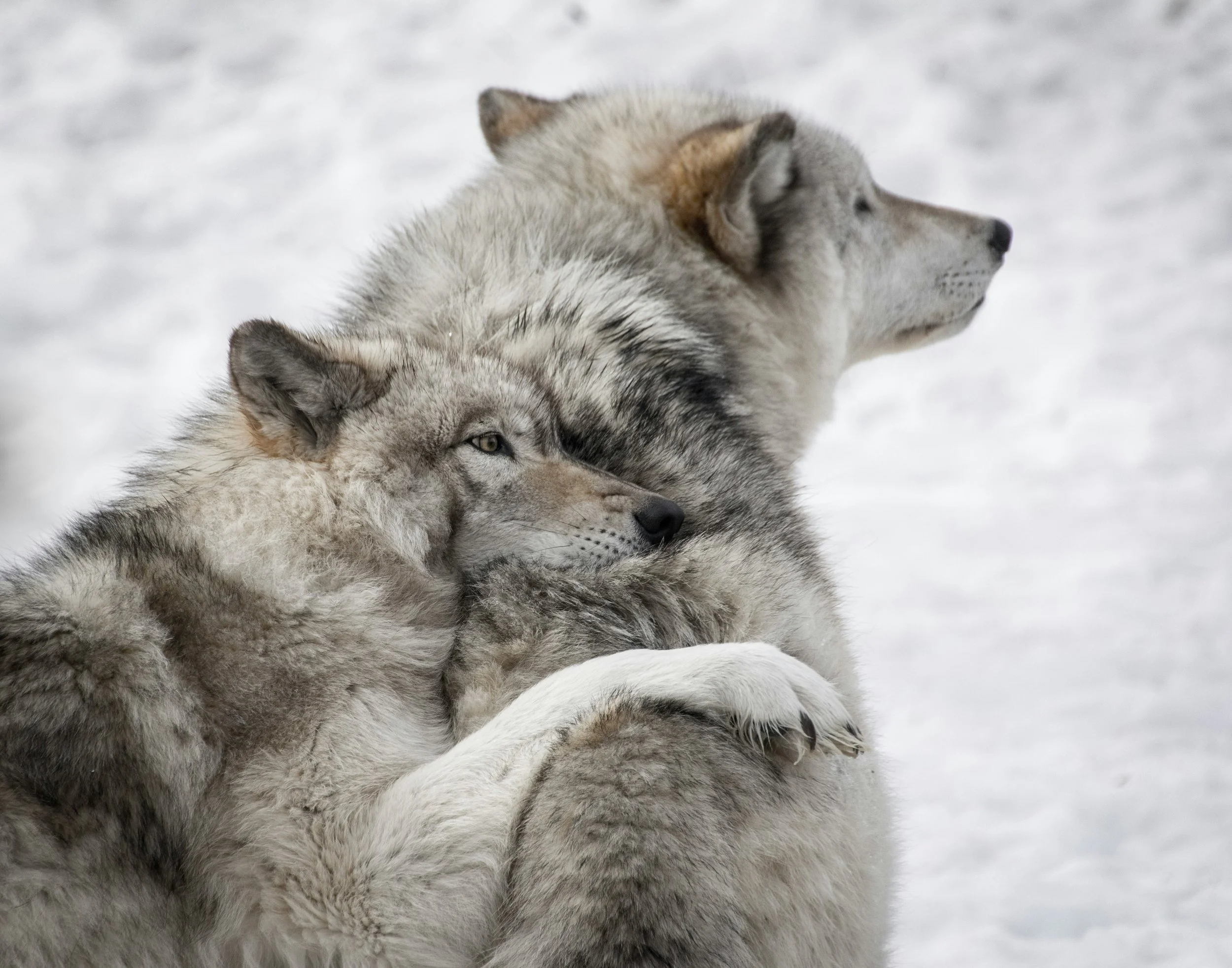 two wolves in wolf pack