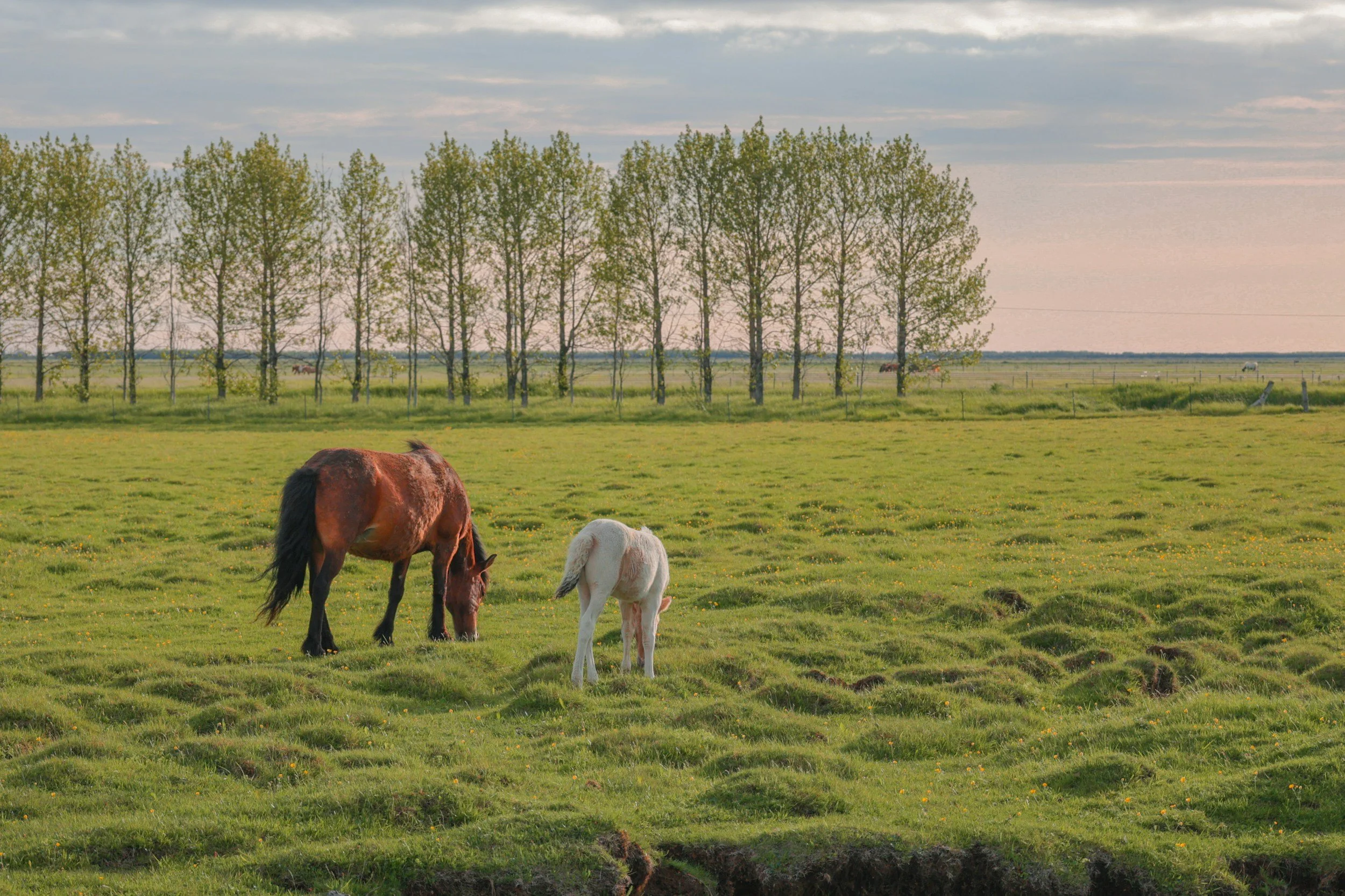 horses in the field