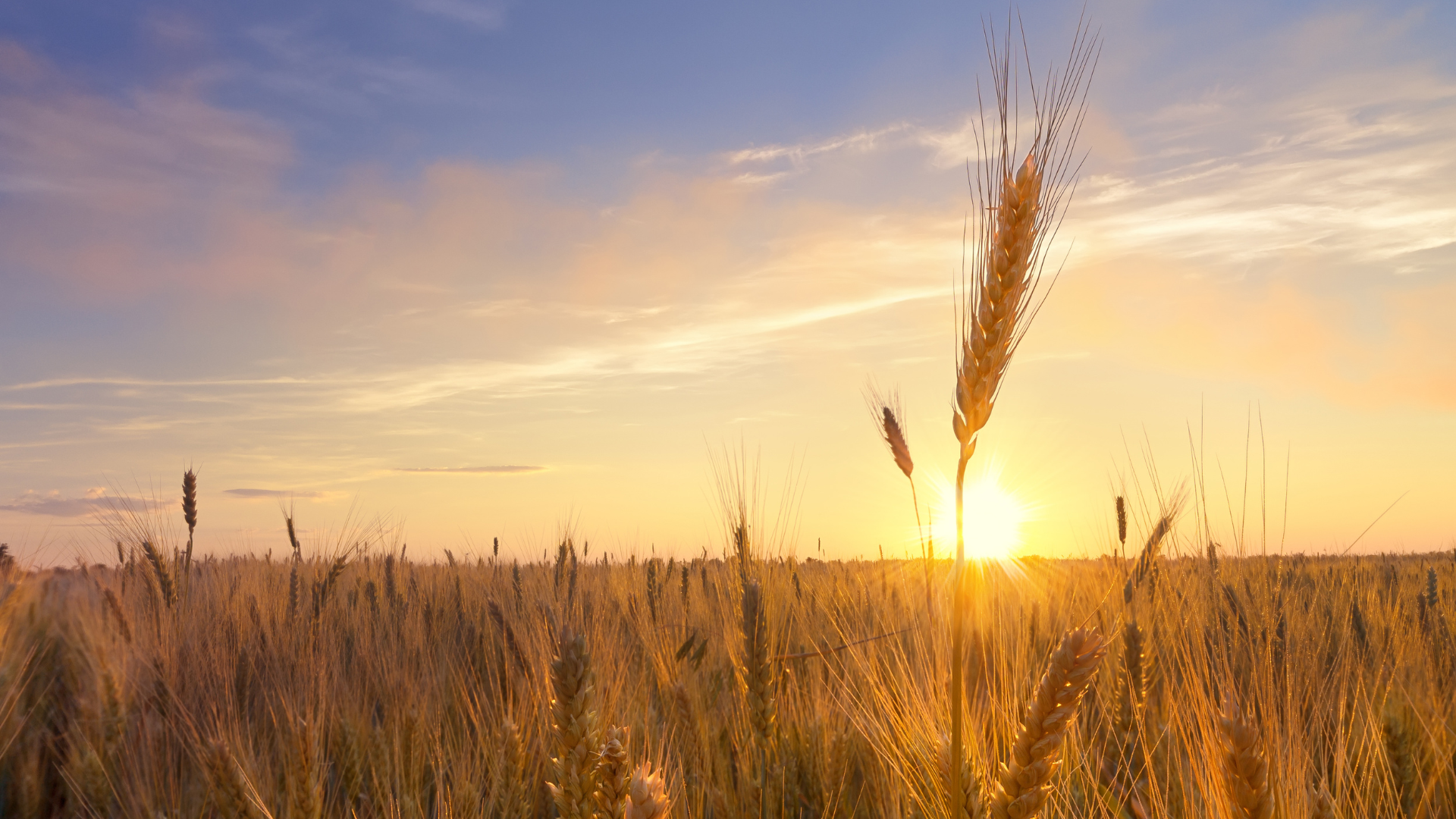 wheat field in the sun