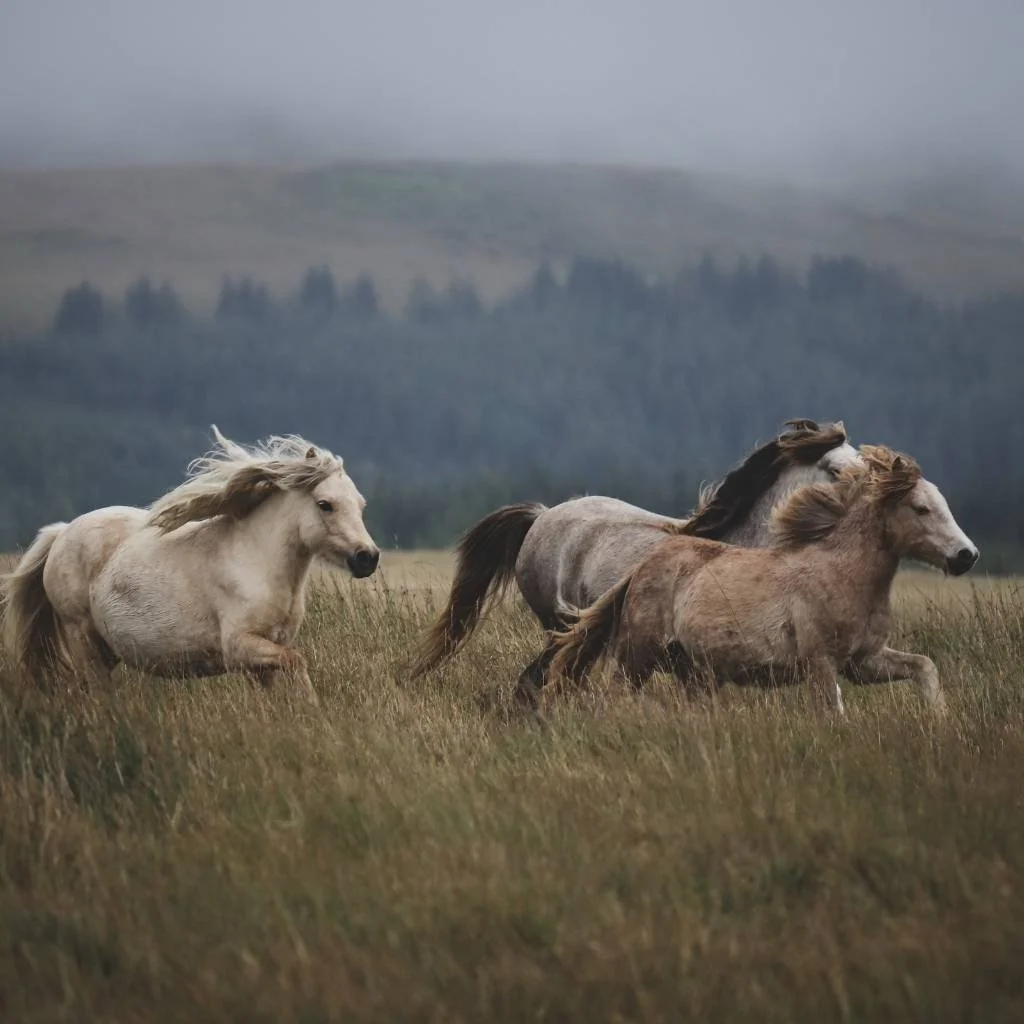 wild horses