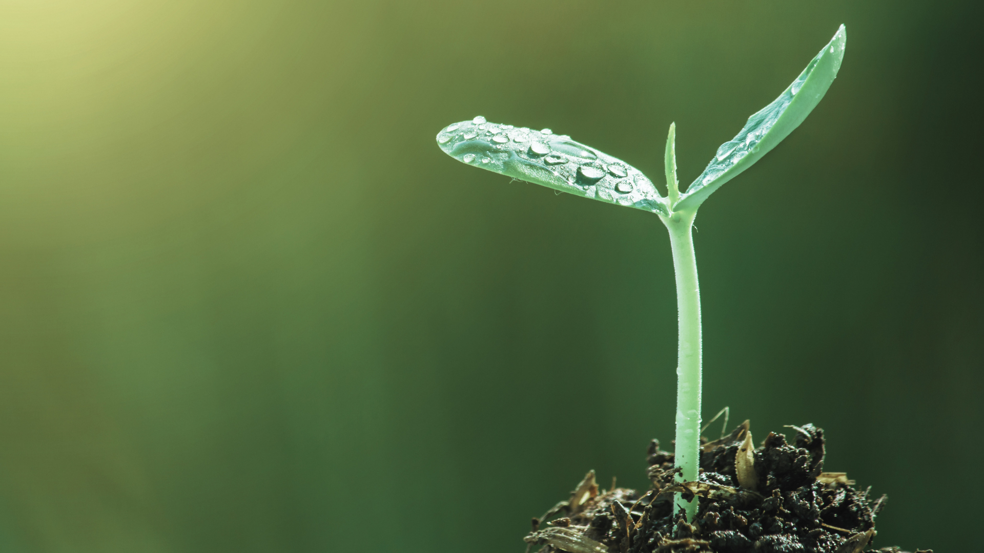 plant germinating