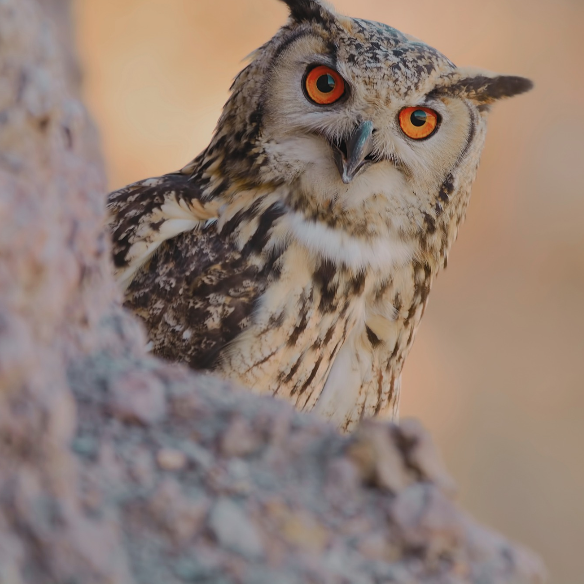 owl face