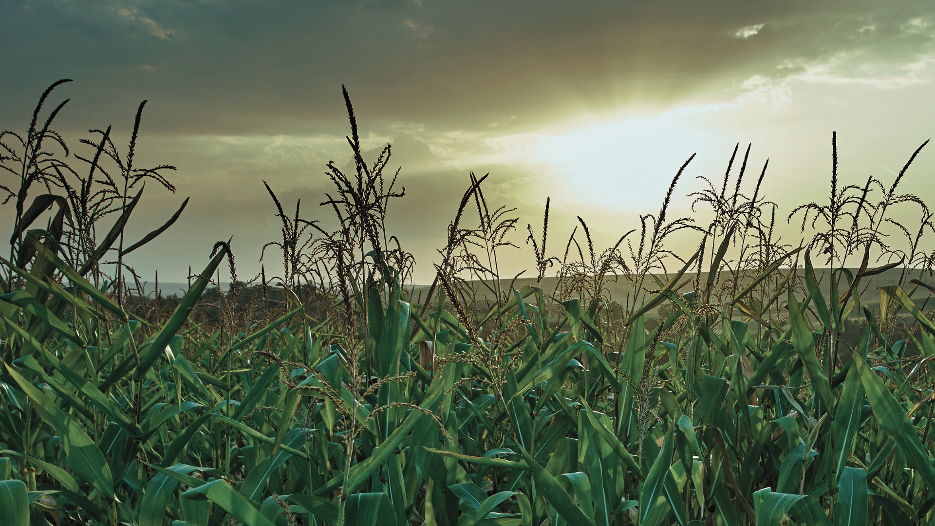 cornfield in the sun