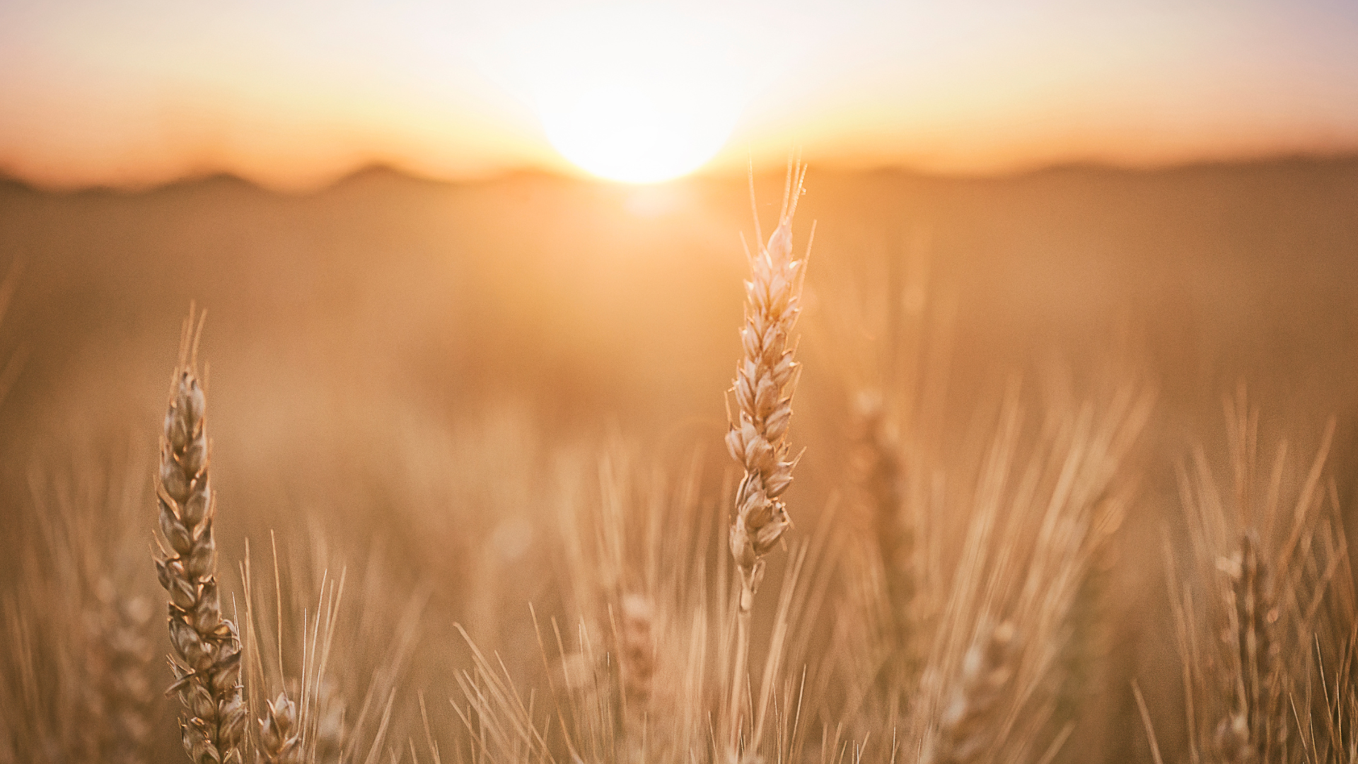 wheat field up close