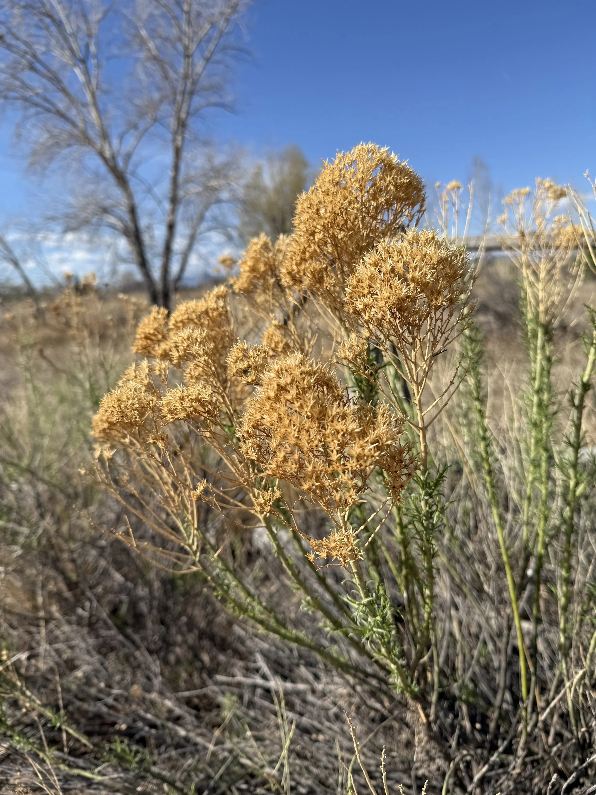 dried flowers