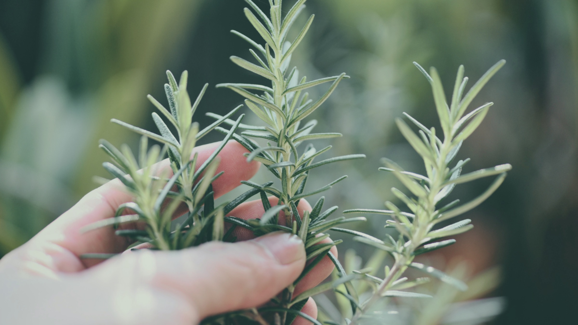 hands with herbs