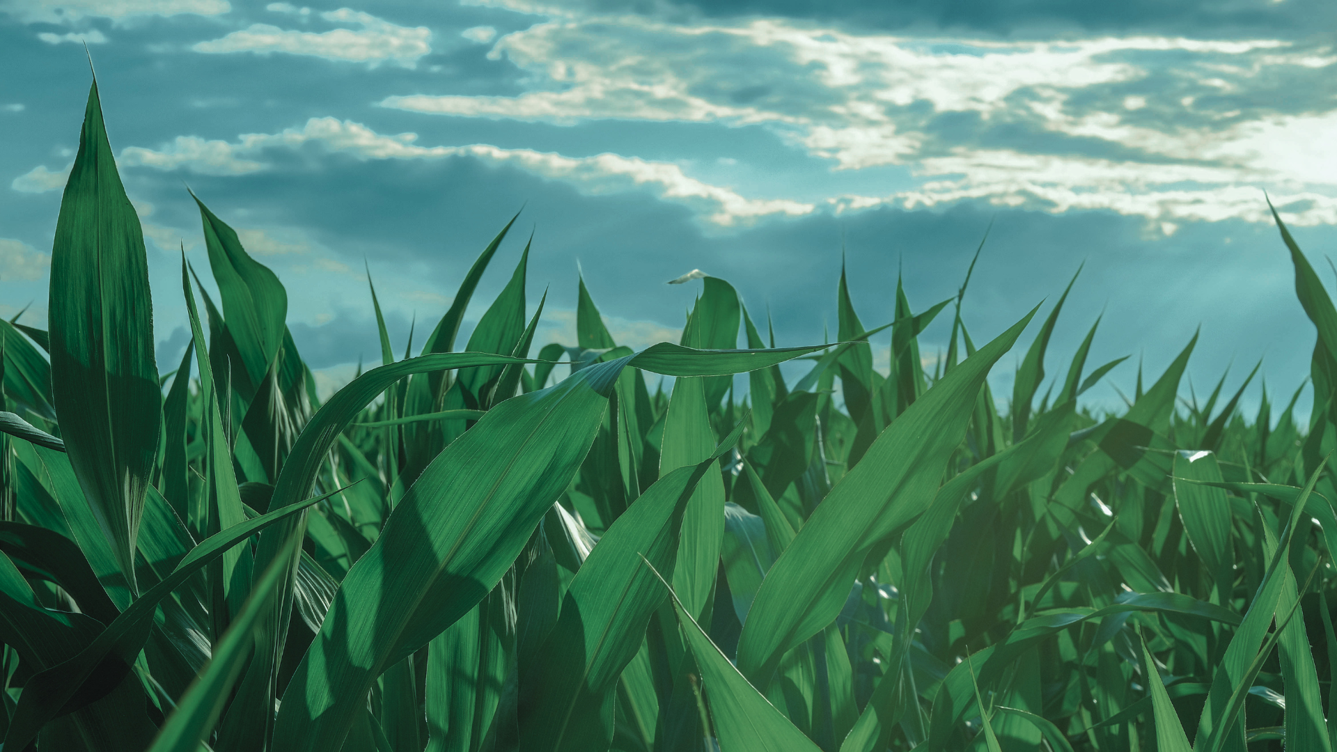 cornfield under blue skies