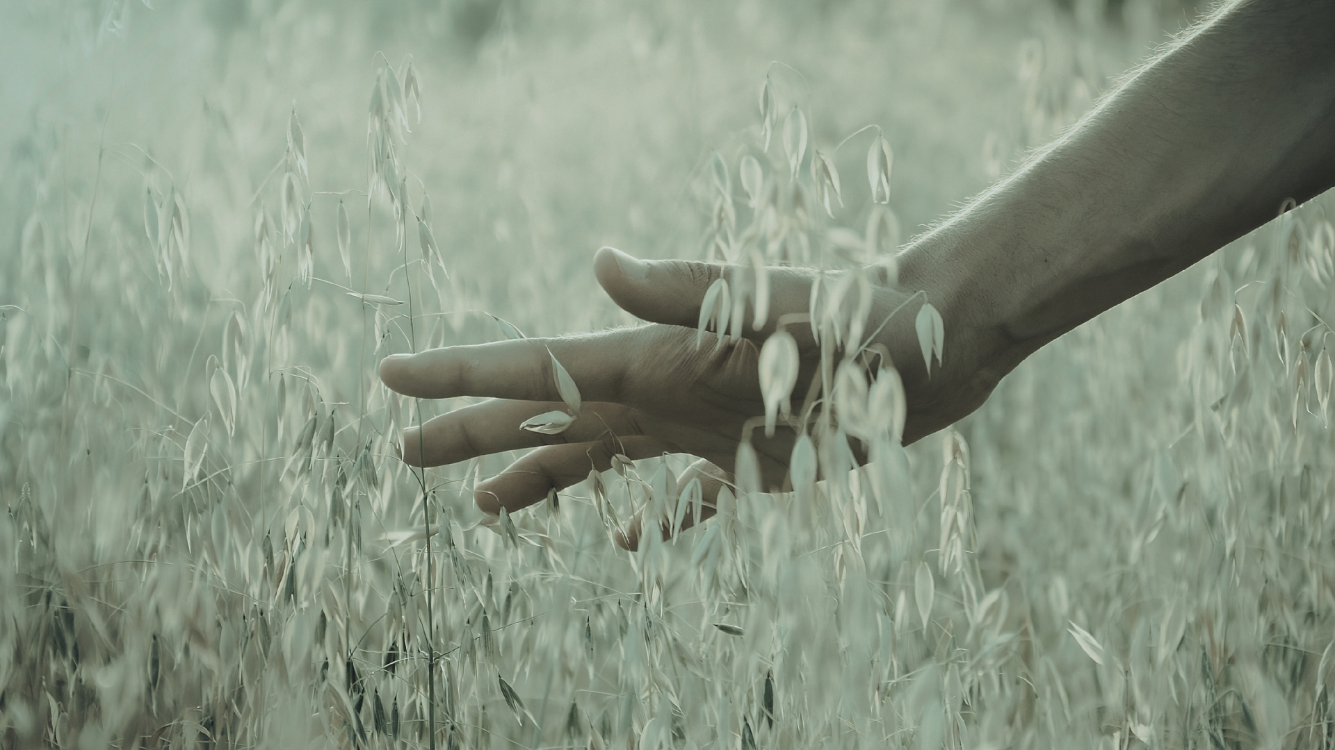 hands in the field