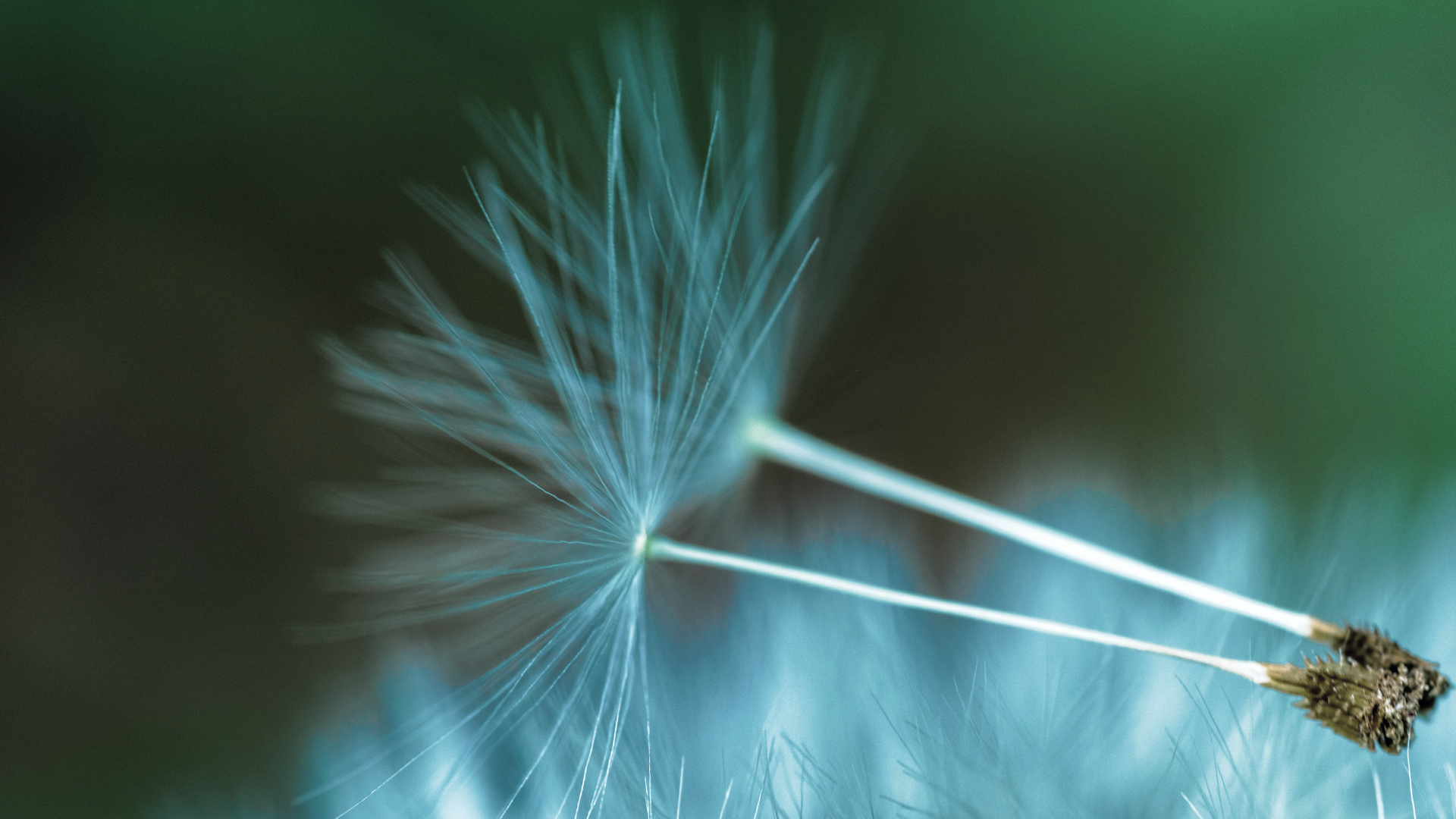 seeds being planted in the field