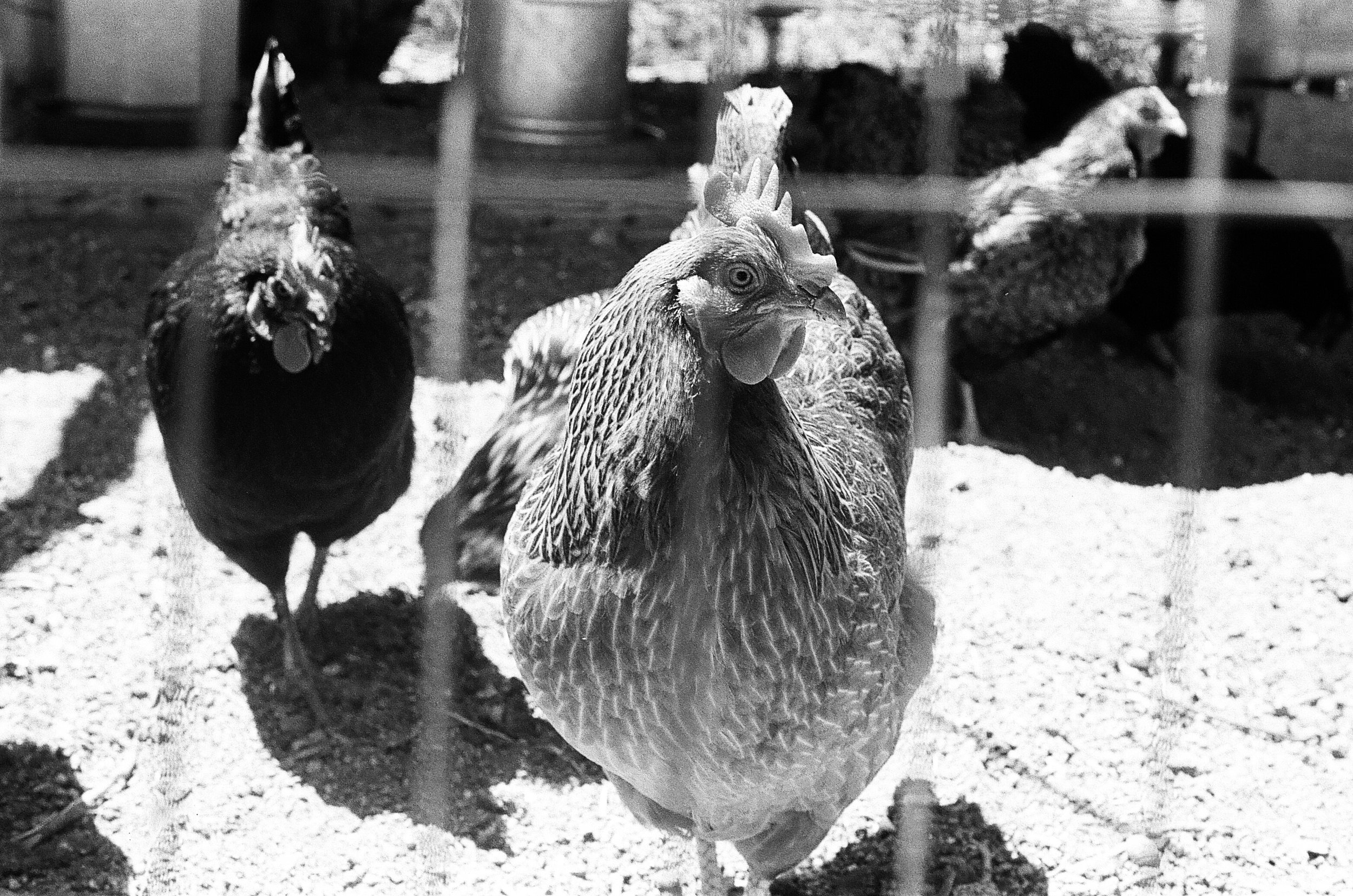 ELLAS_HEN_MAY_'22 copy.jpg