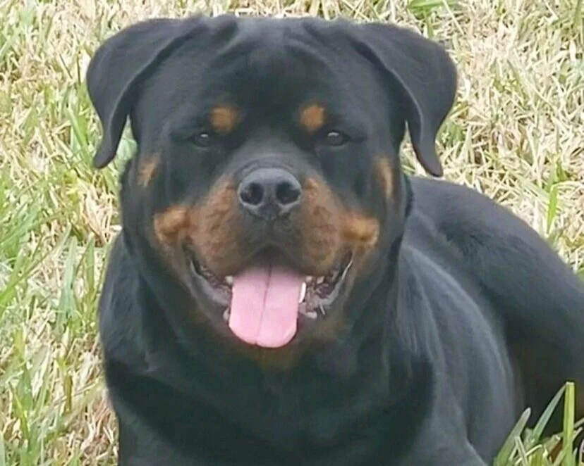 Hause of Strong Faith Kennels