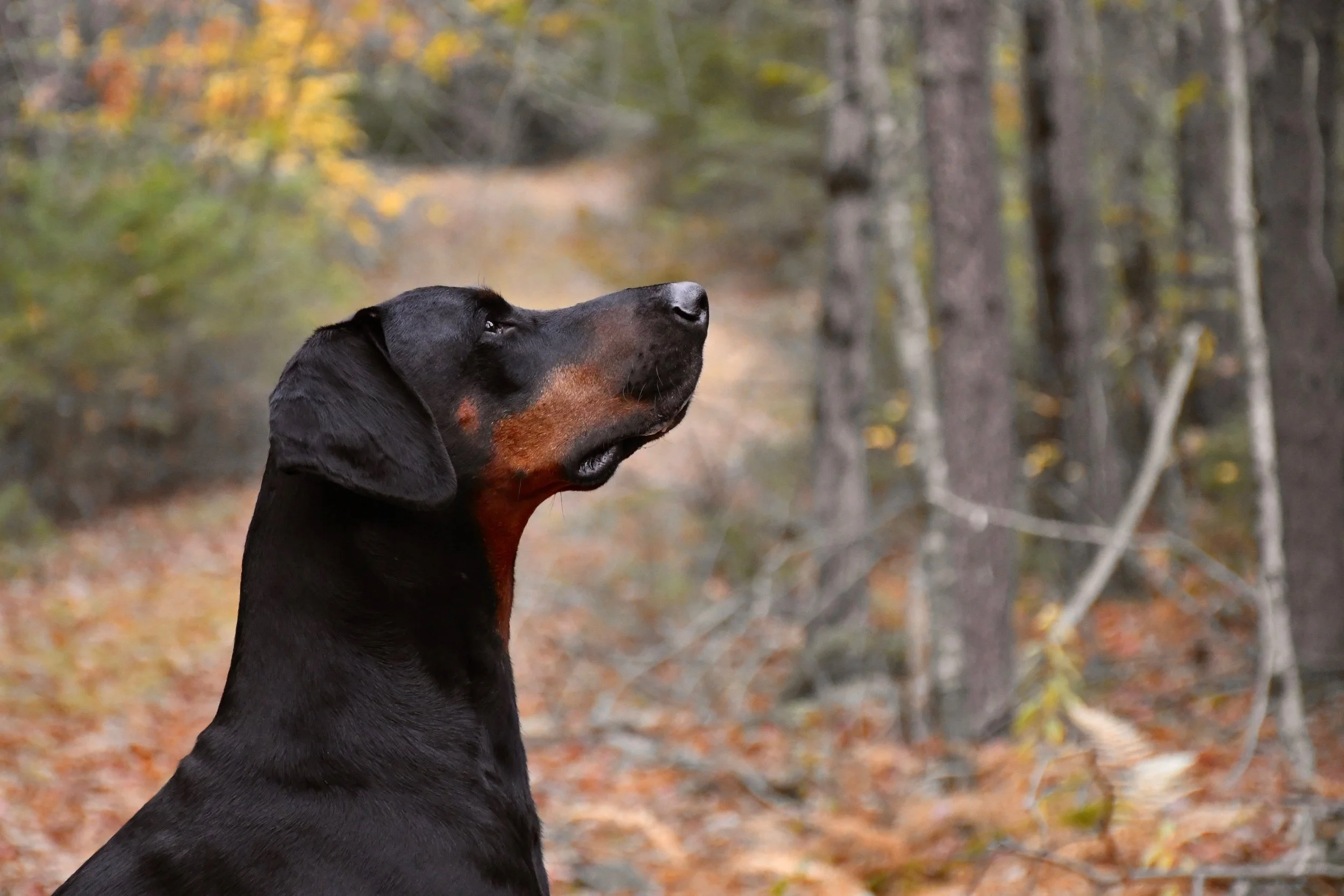 A Holistic Approach to Canine Behavior