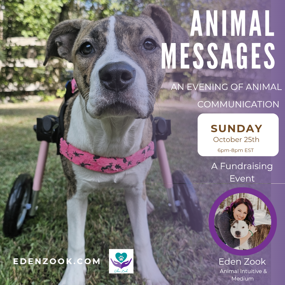Animal Messages: An Evening of Animal Communication (a benefit event)