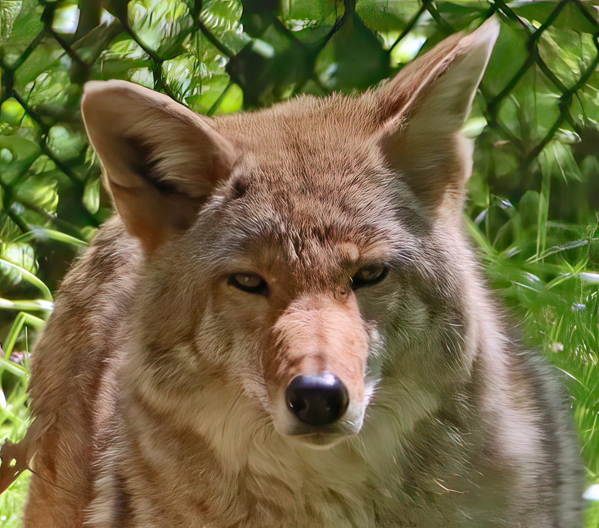 IMG_0907 2-gigapixel-very_compressed-scale-2_00x.jpg