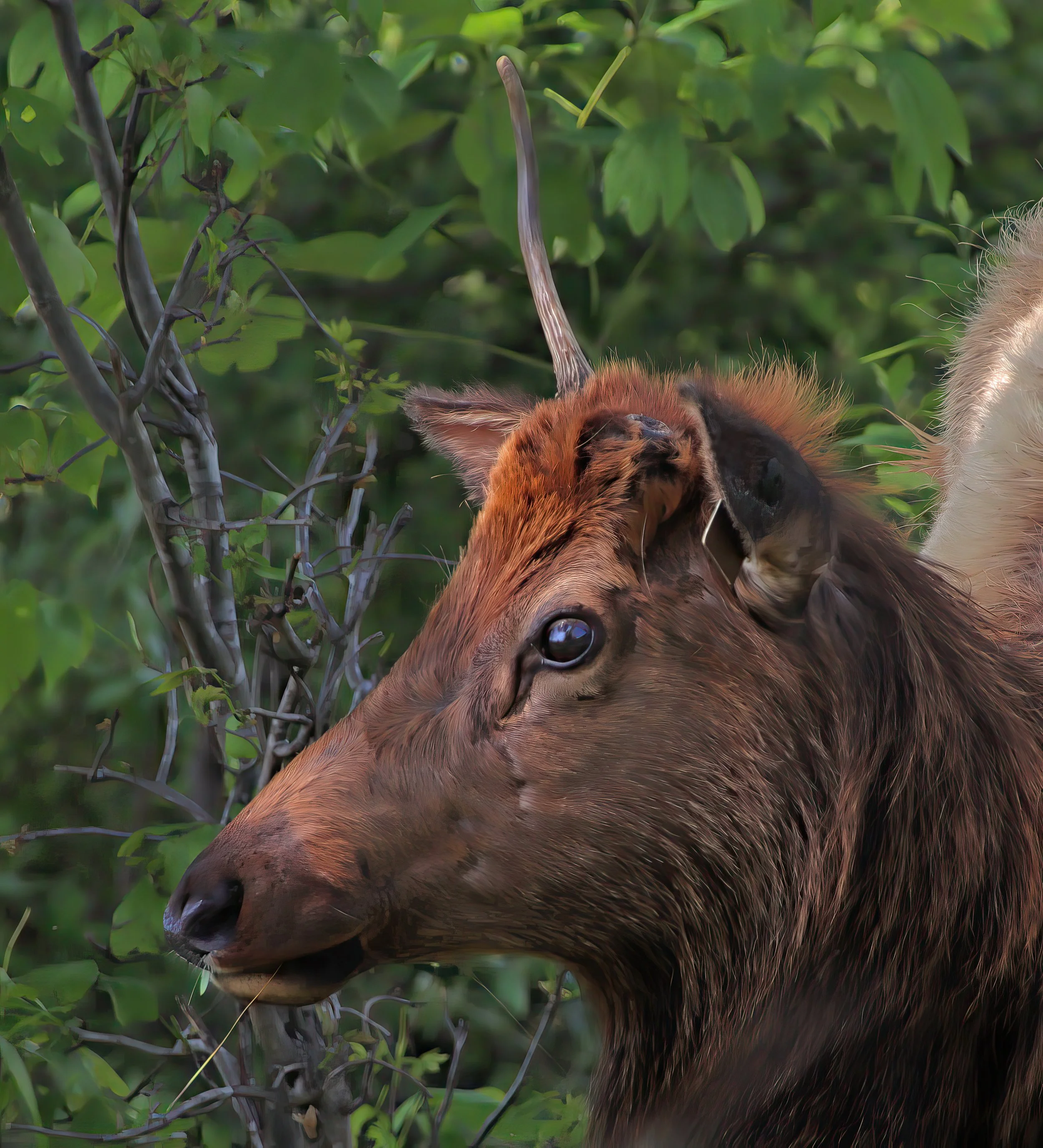 IMG_0984 2-gigapixel-very_compressed-scale-2_00x.jpg