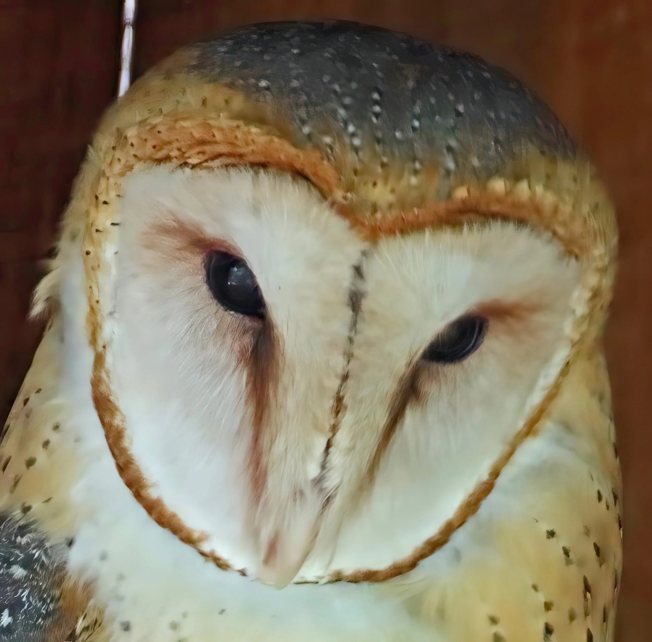 IMG_0852 2-gigapixel-very_compressed-scale-2_00x.jpg