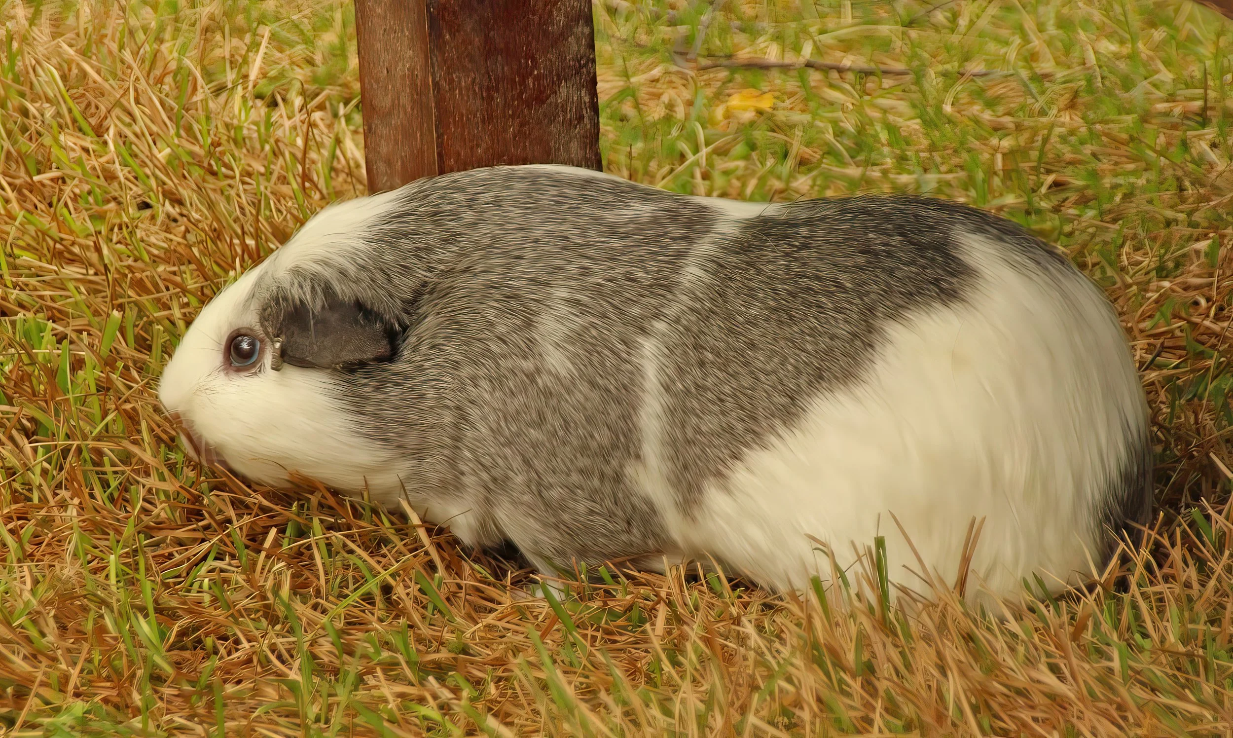 IMG_8588 1-gigapixel-very_compressed-scale-2_00x.jpg