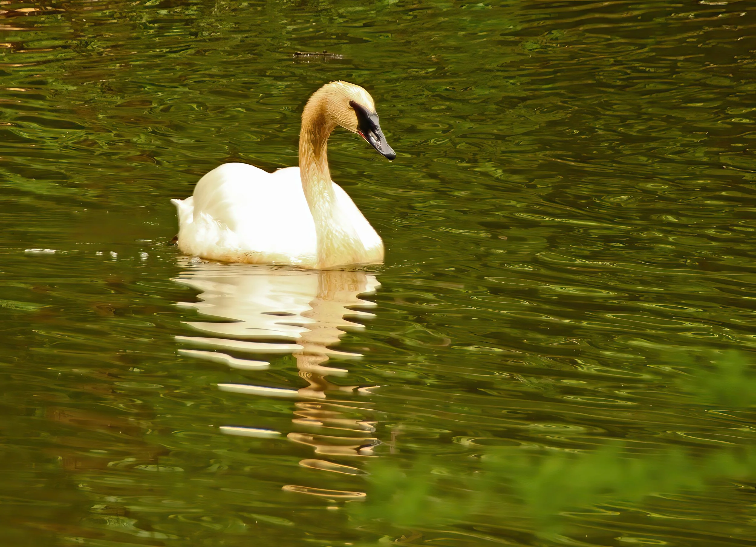 IMG_8530 1-gigapixel-very_compressed-scale-2_00x.jpg