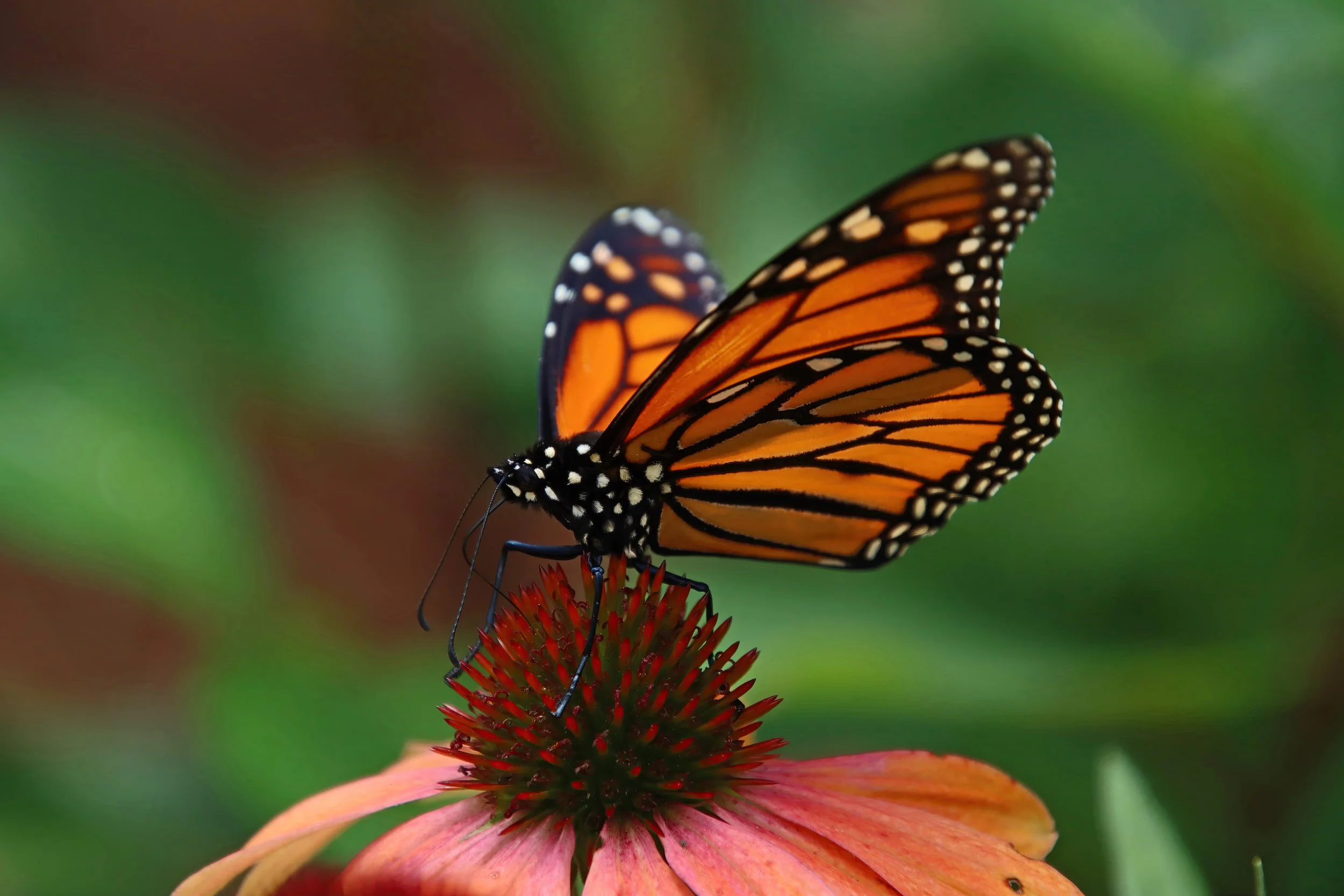 IMG_3647 1-gigapixel-art-scale-1_00x.jpg