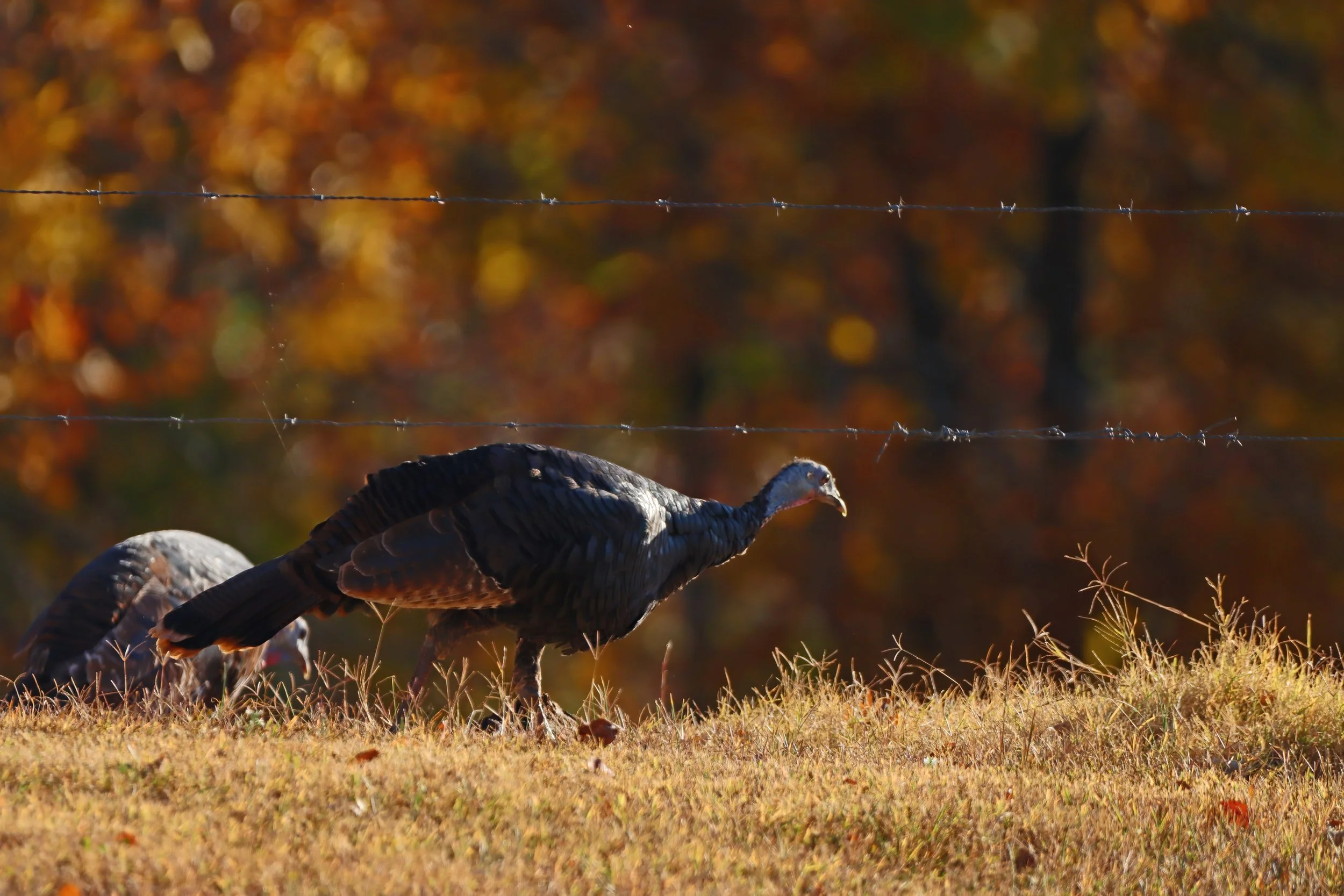 IMG_9417 1-DeNoiseAI-severe-noise.jpg