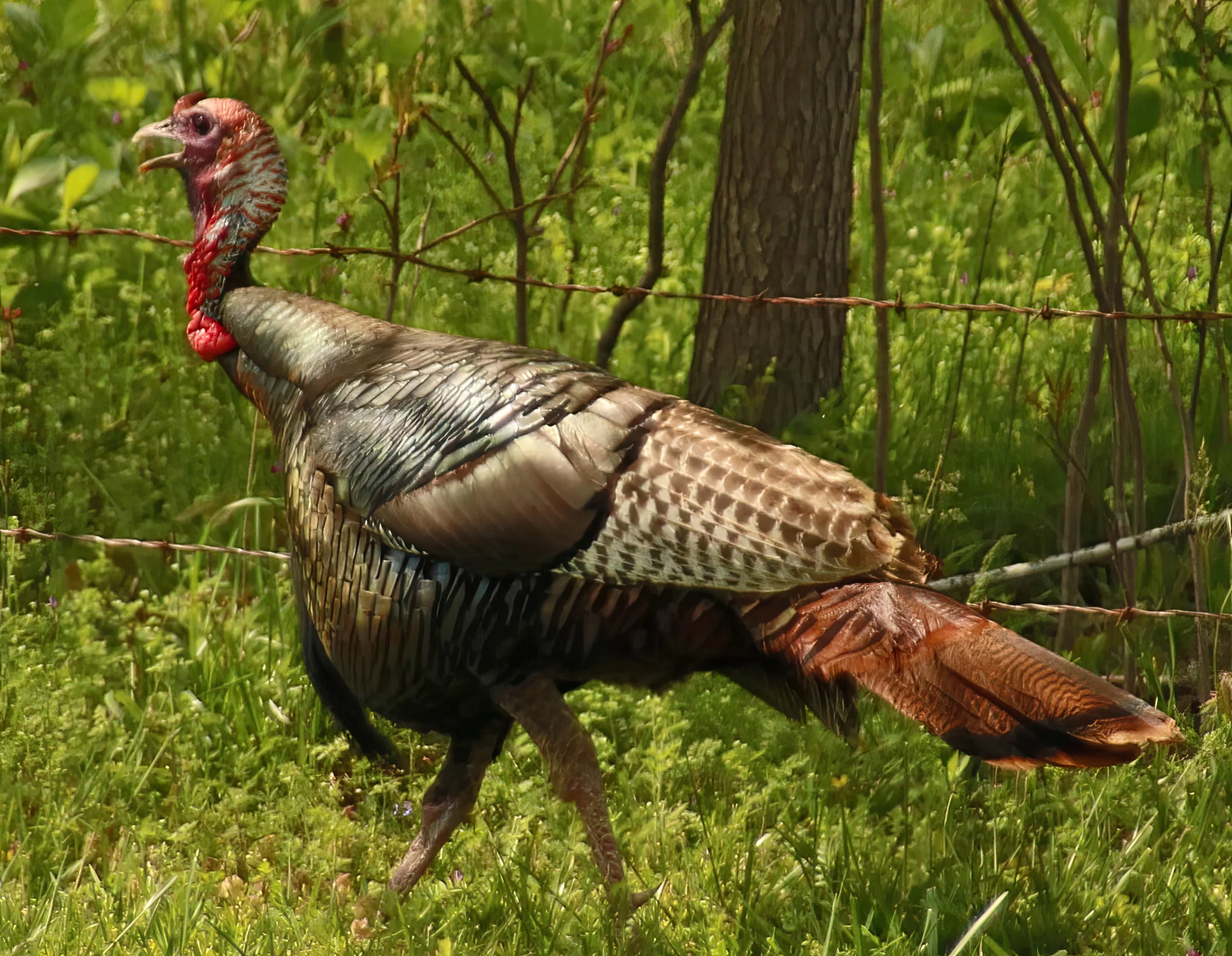 IMG_8402 2-gigapixel-art-scale-2_00x.jpg