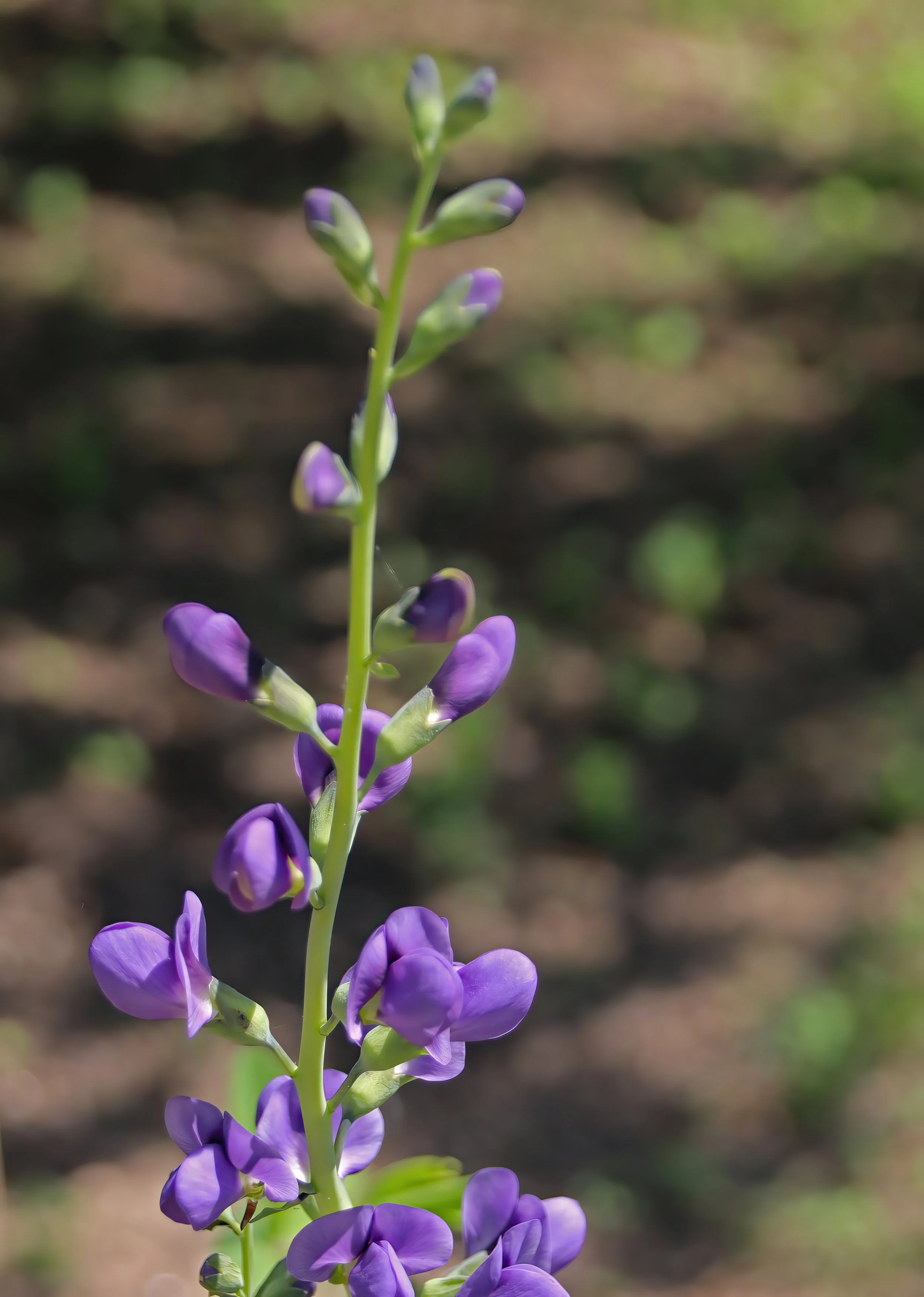 IMG_0974 1-gigapixel-very_compressed-scale-2_00x.jpg