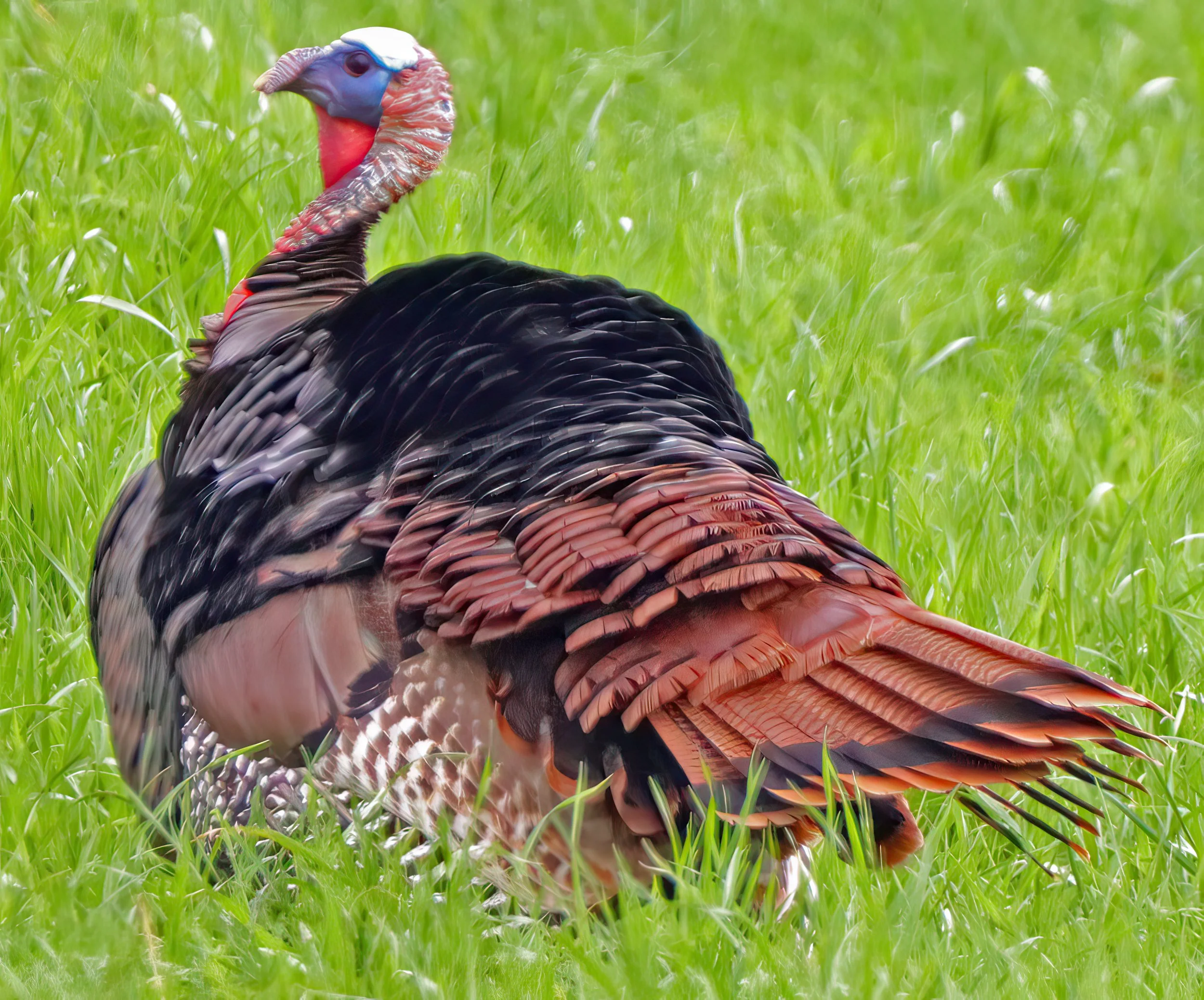 IMG_0642 1-2_00x.jpg