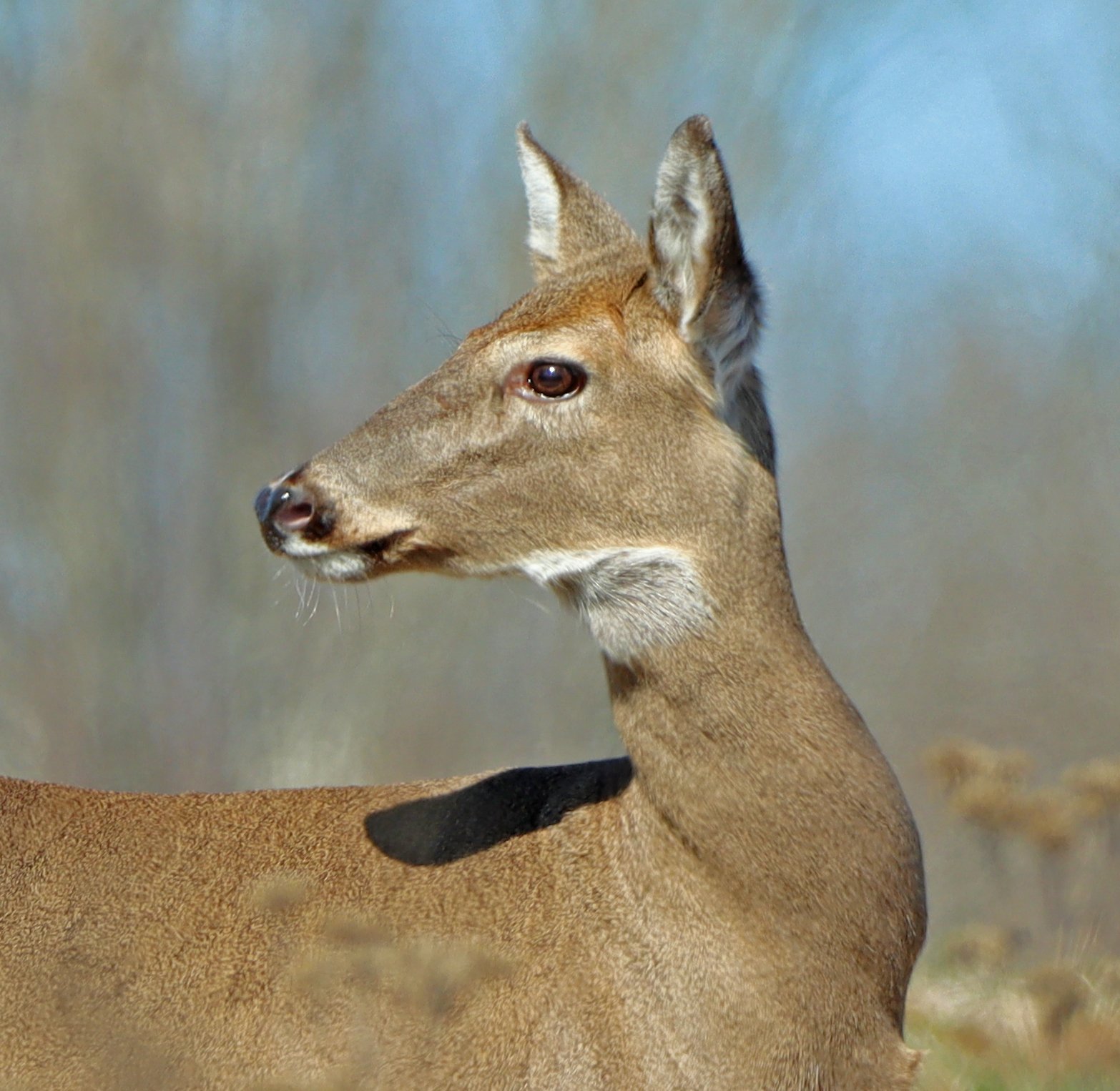 IMG_7395 PS2.jpg