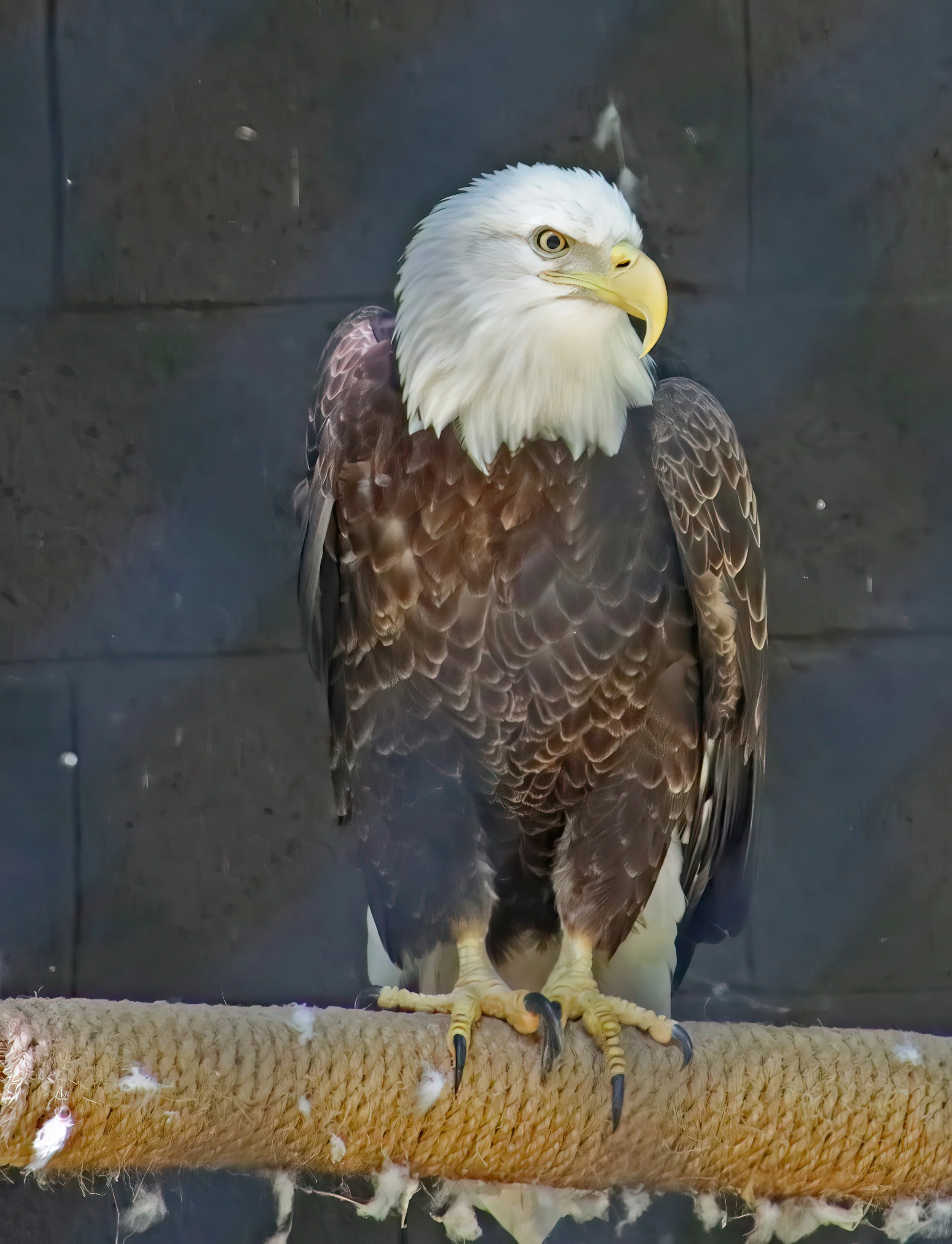 IMG_0929 1-gigapixel-very_compressed-scale-2_00x.jpg