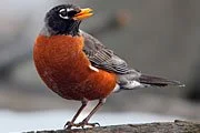 american_robin2.jpg