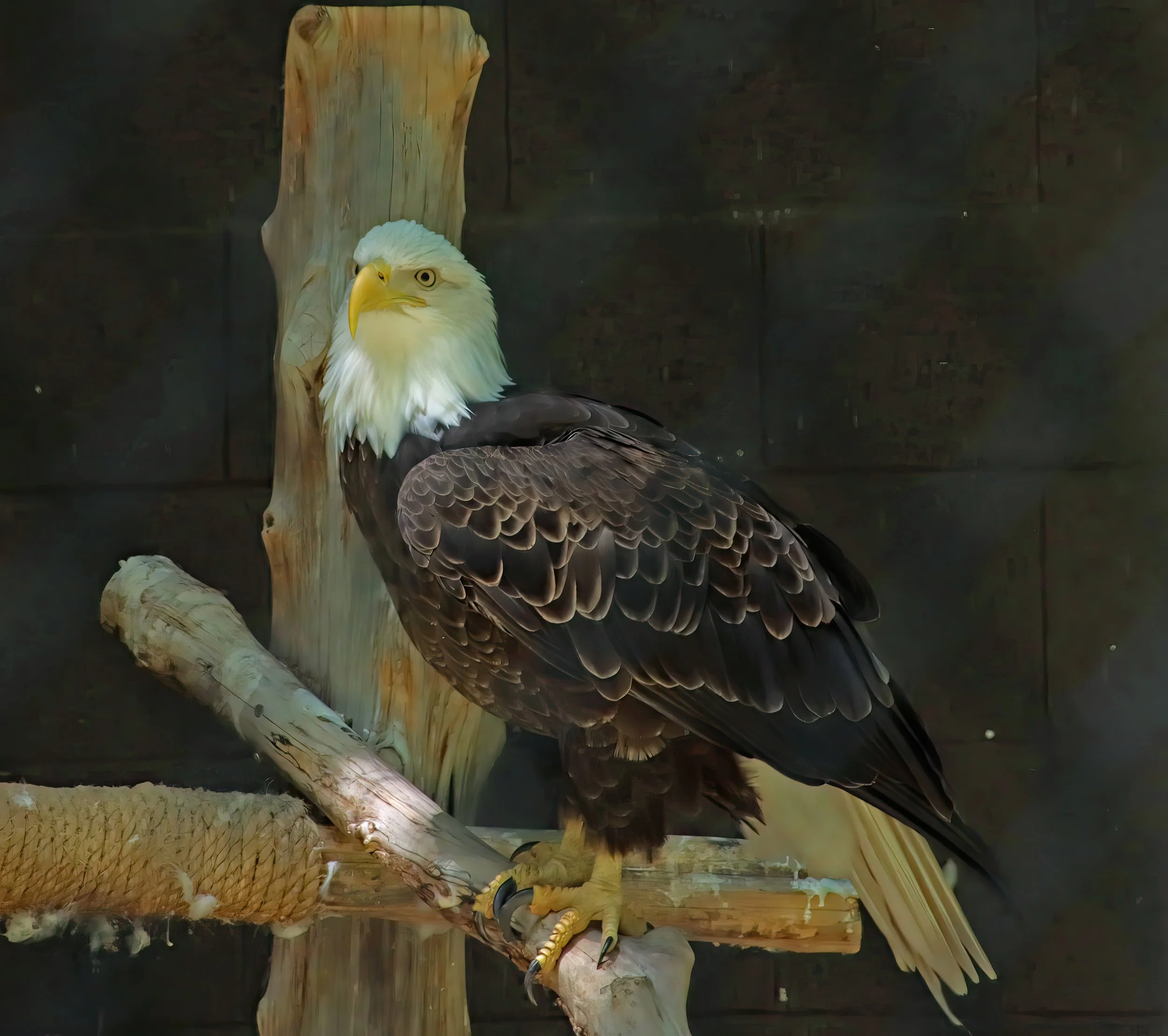 IMG_0920 1-gigapixel-very_compressed-scale-2_00x.jpg