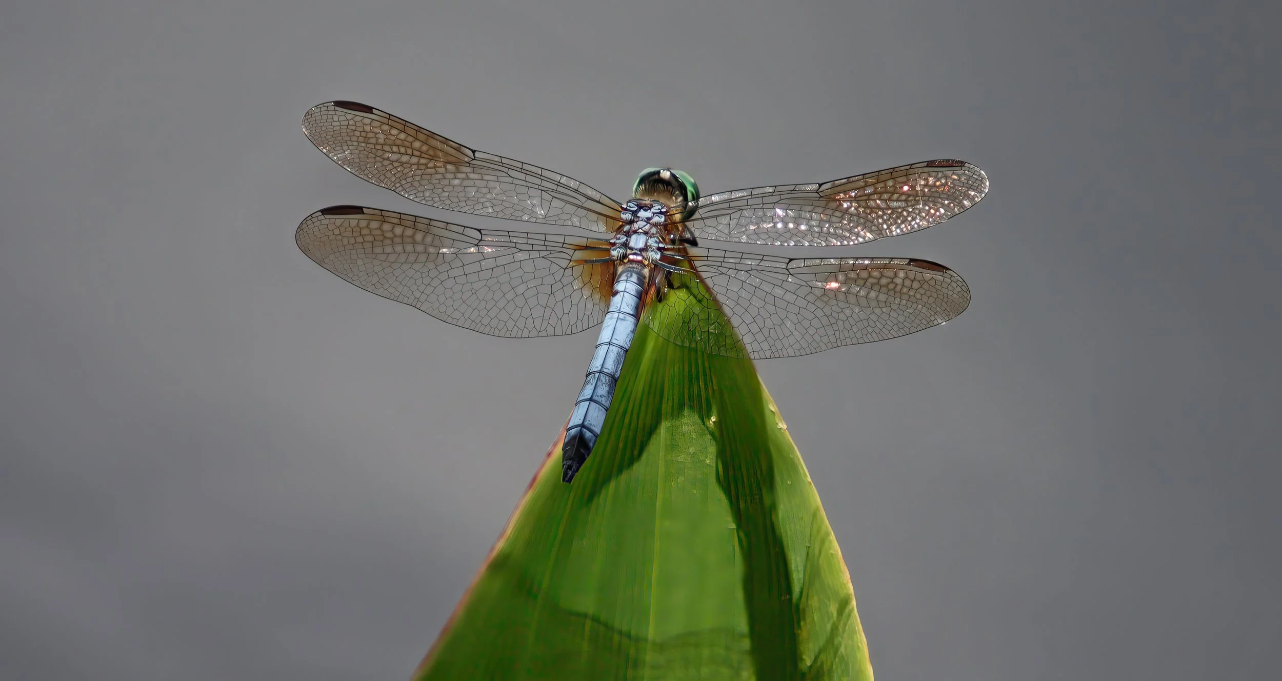 IMG_3513 1-gigapixel-very_compressed-scale-2_00x.jpg