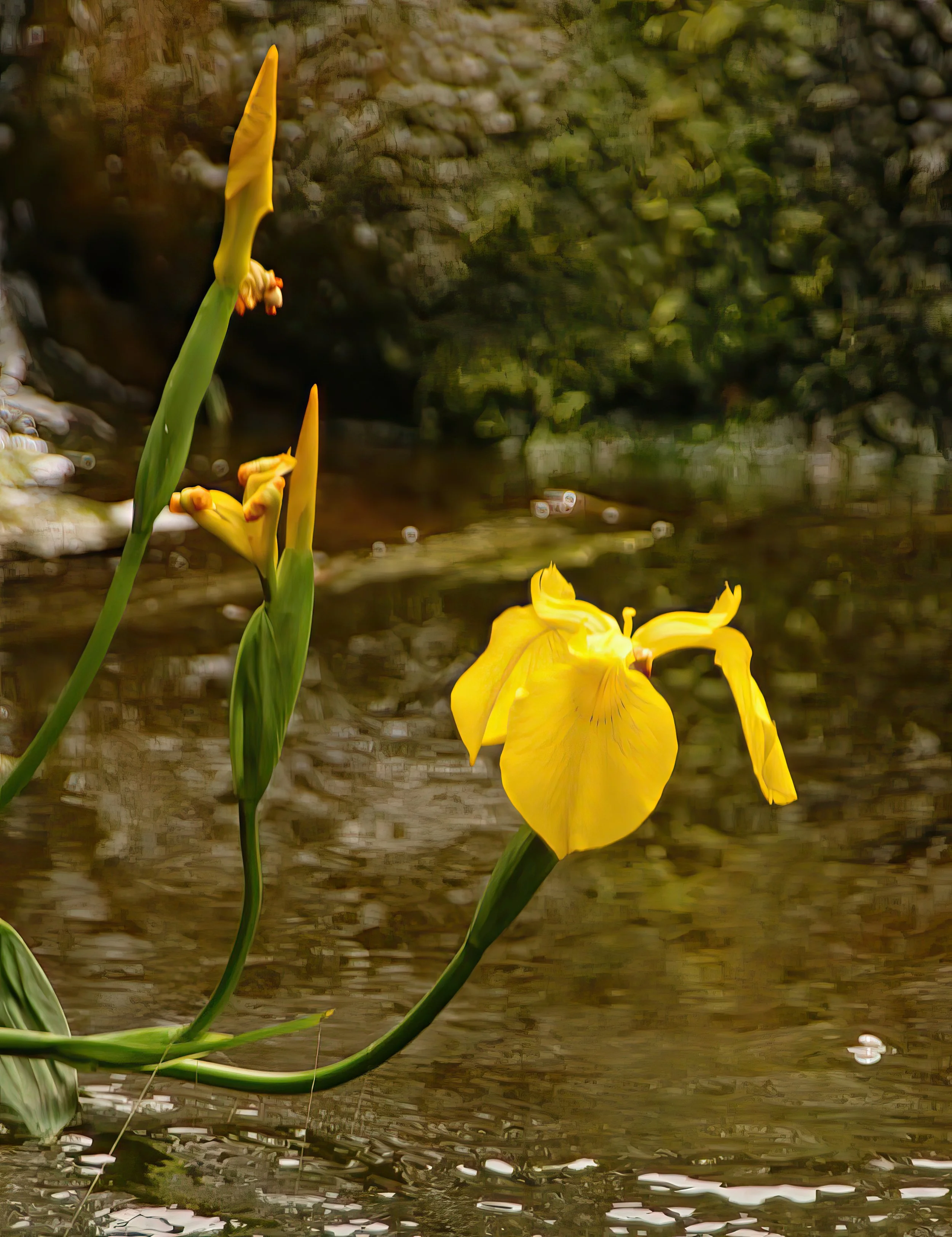 IMG_8591 2-gigapixel-very_compressed-scale-2_00x.jpg