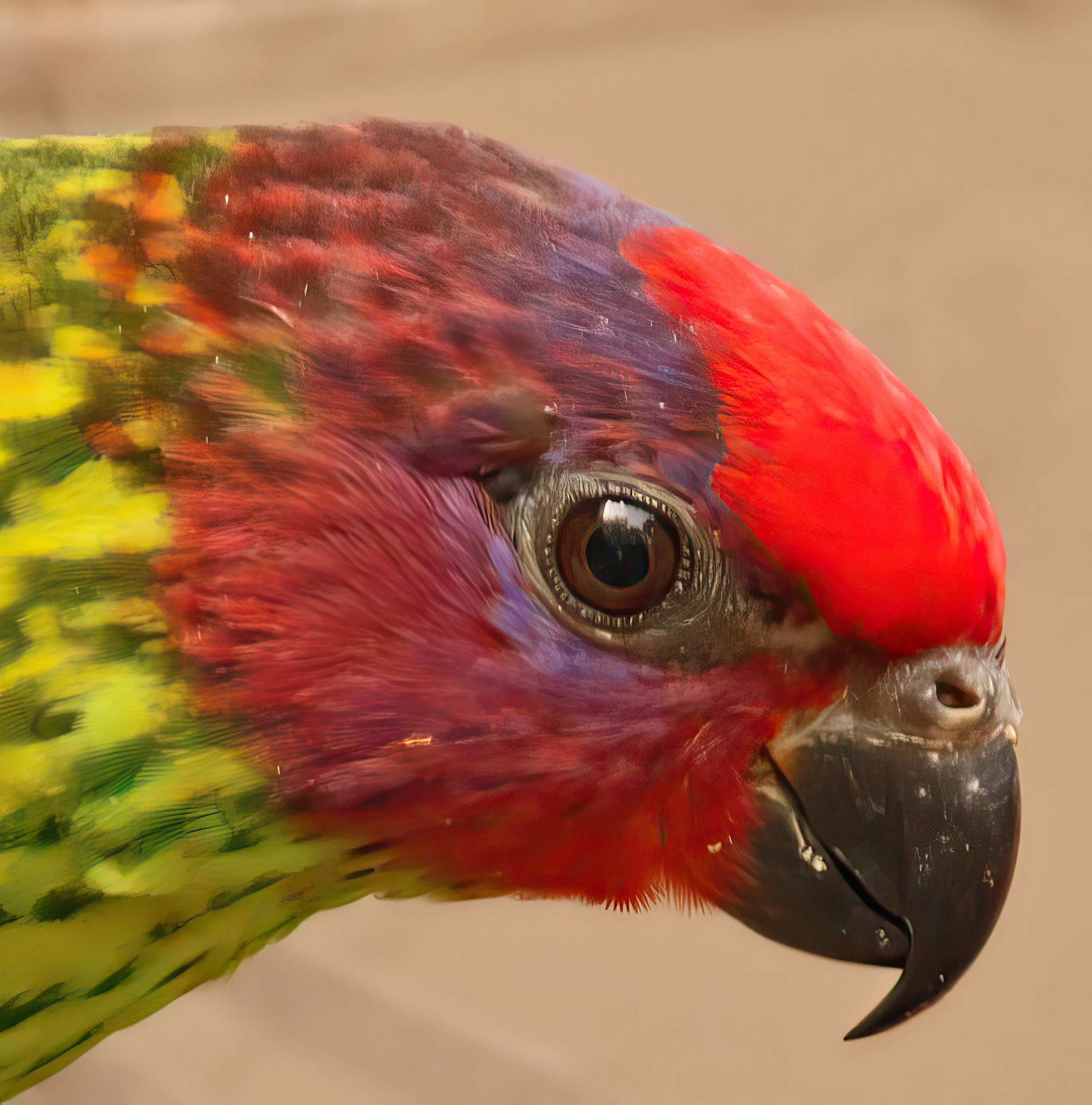 IMG_8812 2-gigapixel-very_compressed-scale-2_00x.jpg