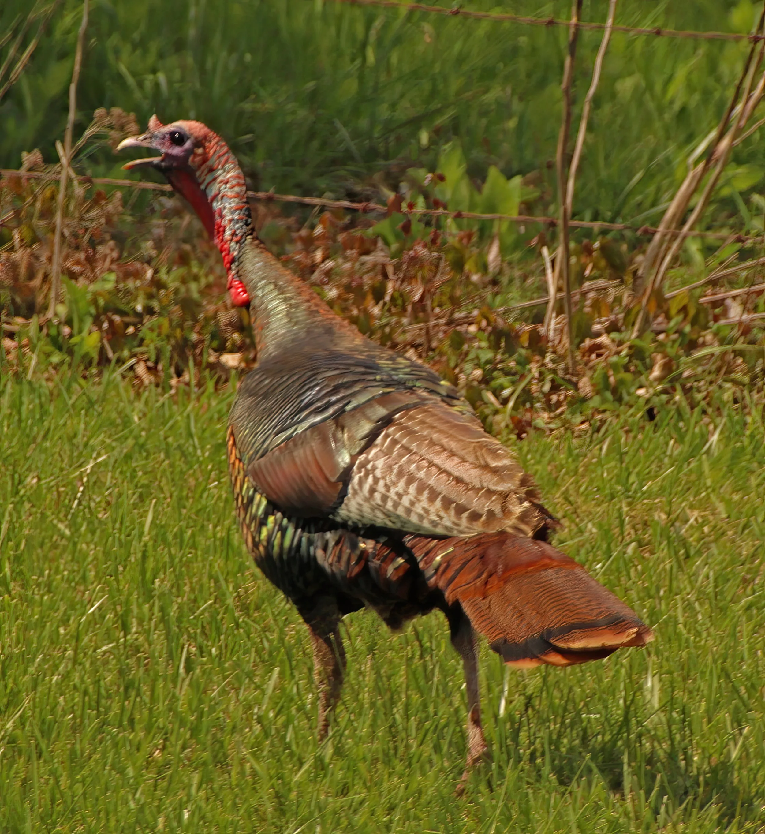 IMG_8395 1-gigapixel-art-scale-2_00x.jpg