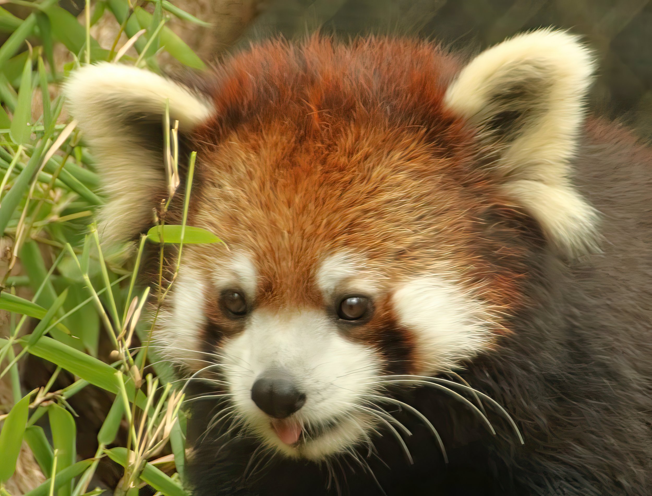 IMG_8625 2-gigapixel-very_compressed-scale-2_00x.jpg