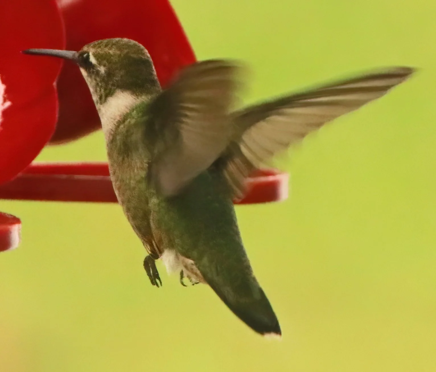 IMG_6950 1-DeNoiseAI-severe-noise.jpg