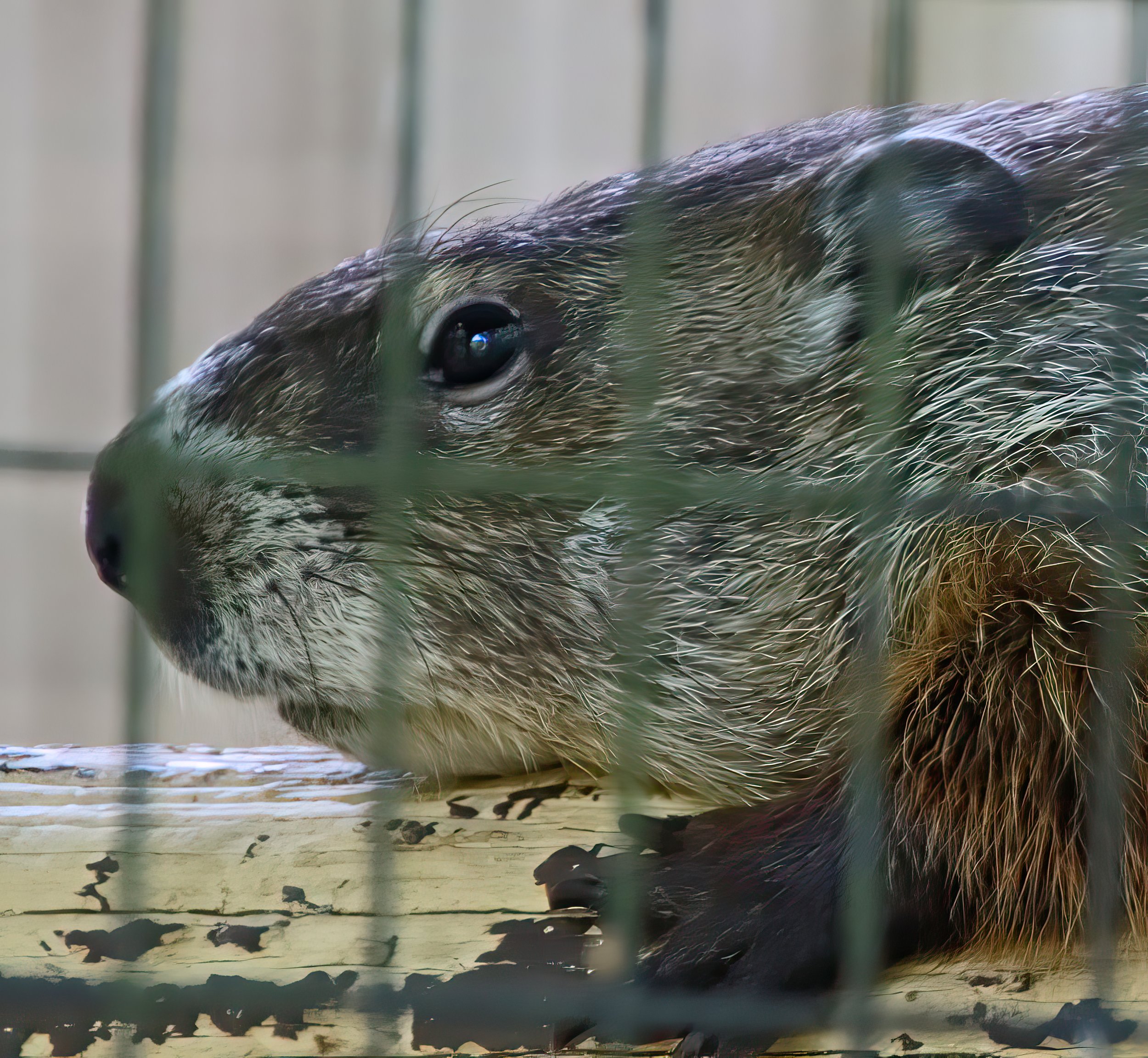 IMG_0885 2-gigapixel-very_compressed-scale-2_00x.jpg