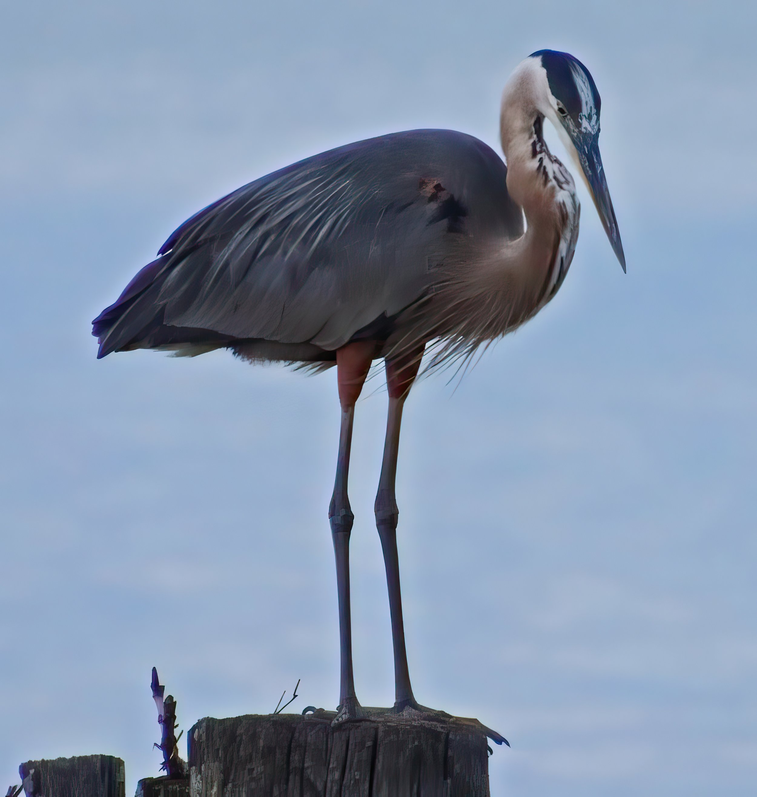 IMG_3258 2-gigapixel-very_compressed-scale-2_00x.jpg