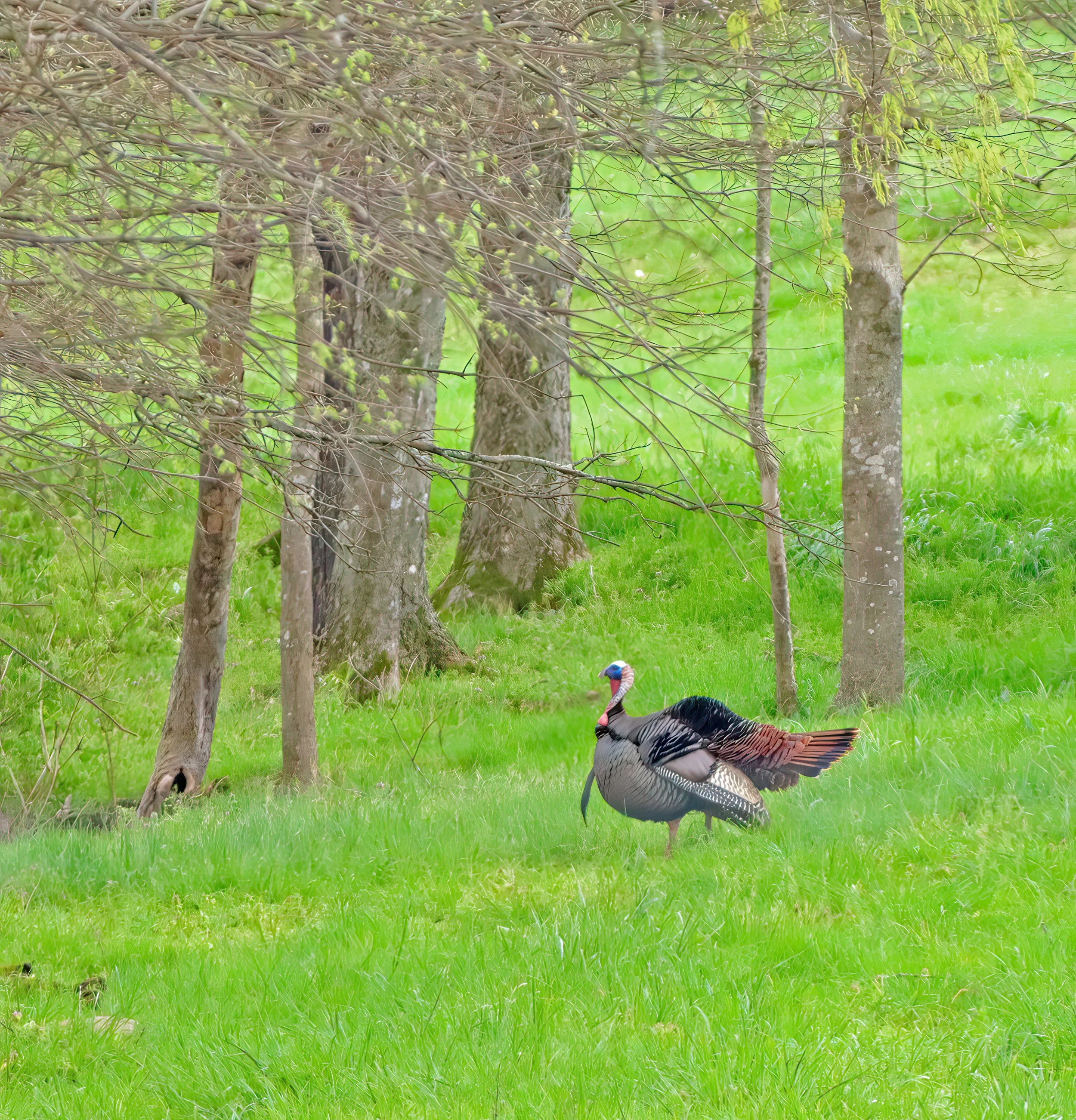 IMG_0676 1-2_00x.jpg