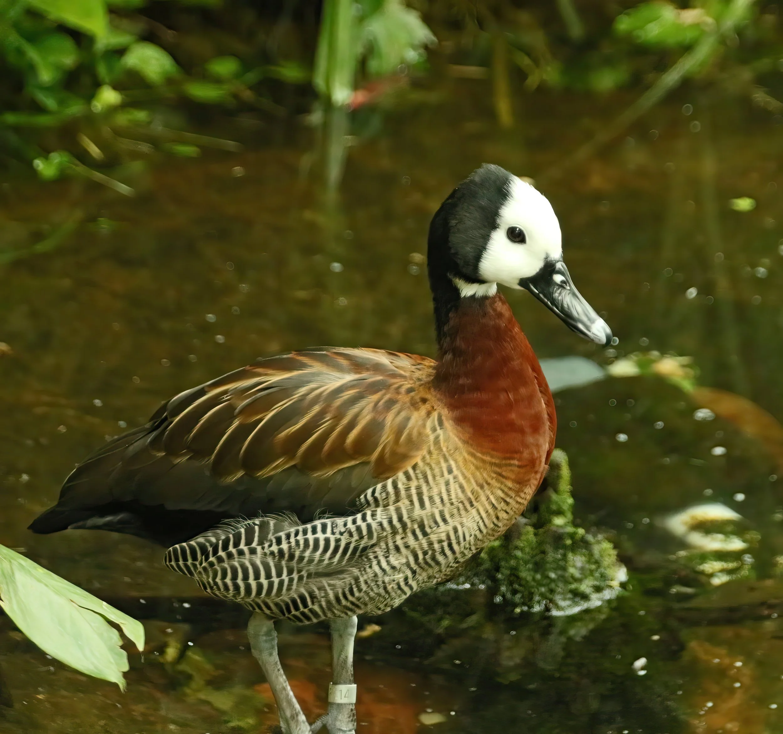 IMG_8738 1-gigapixel-very_compressed-scale-2_00x.jpg